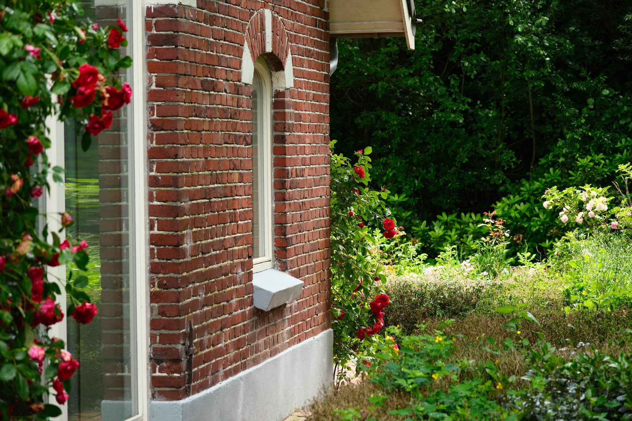 Red brick house corner with white-trimmed windows beside lush green garden and red roses