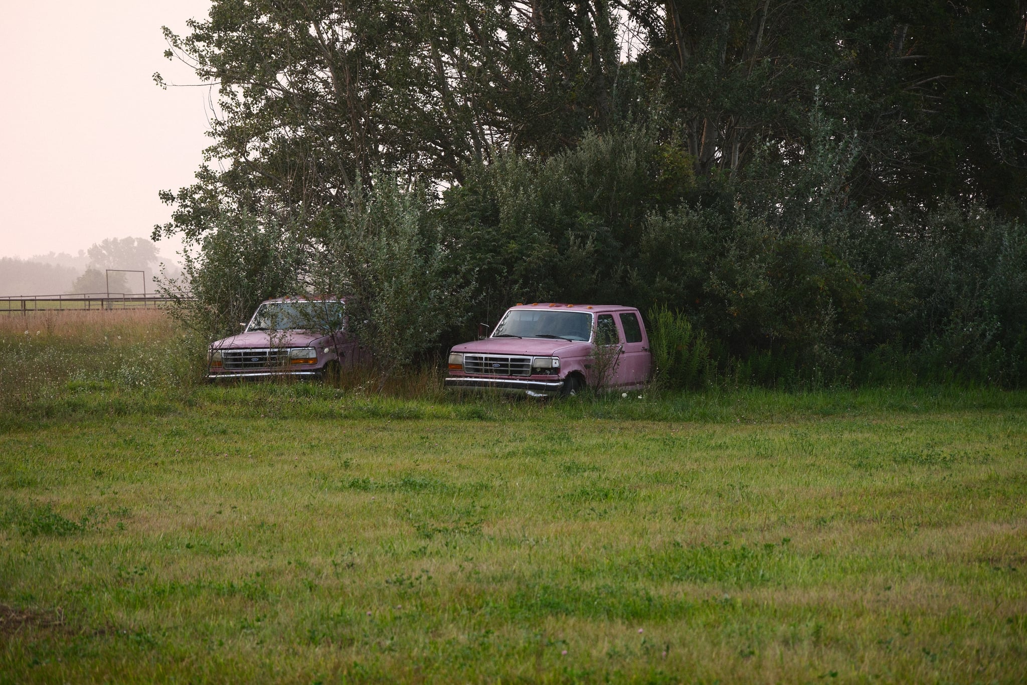 Two vans parked at the edge of a grassy field beside trees, with hazy light in the background