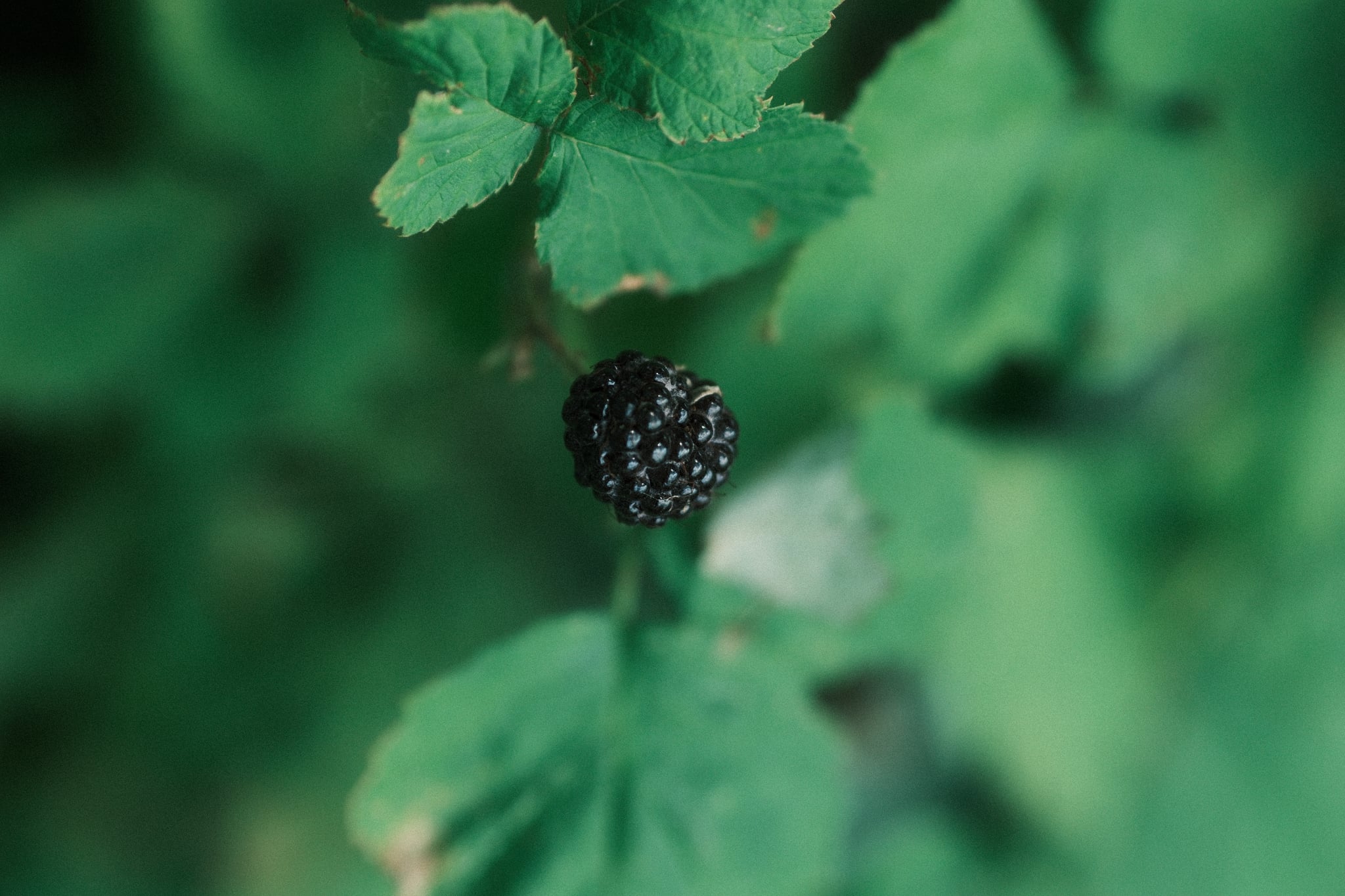 A close-up of a black berry surrounded by green leaves