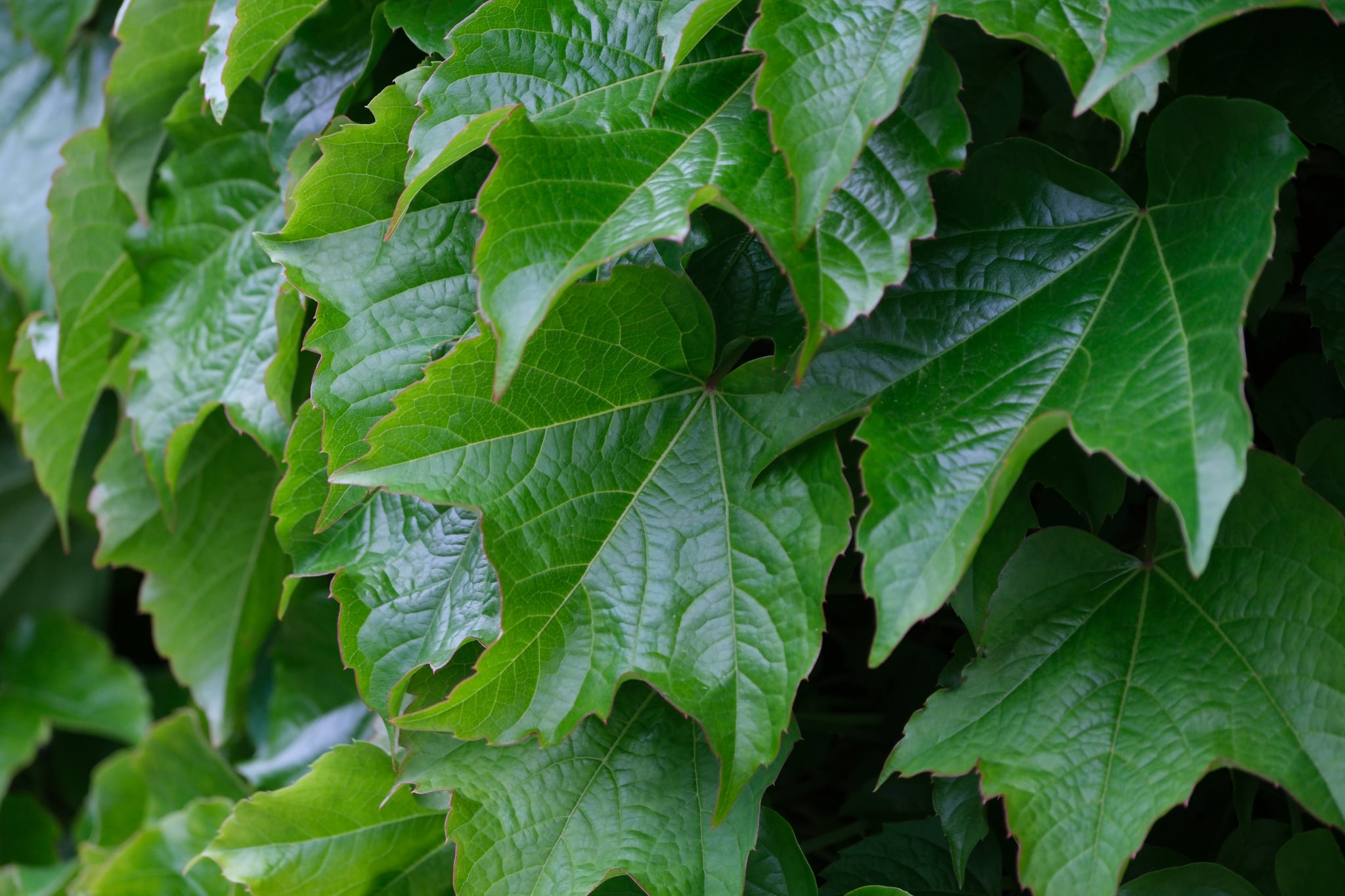 Lush green ivy leaves with a glossy texture