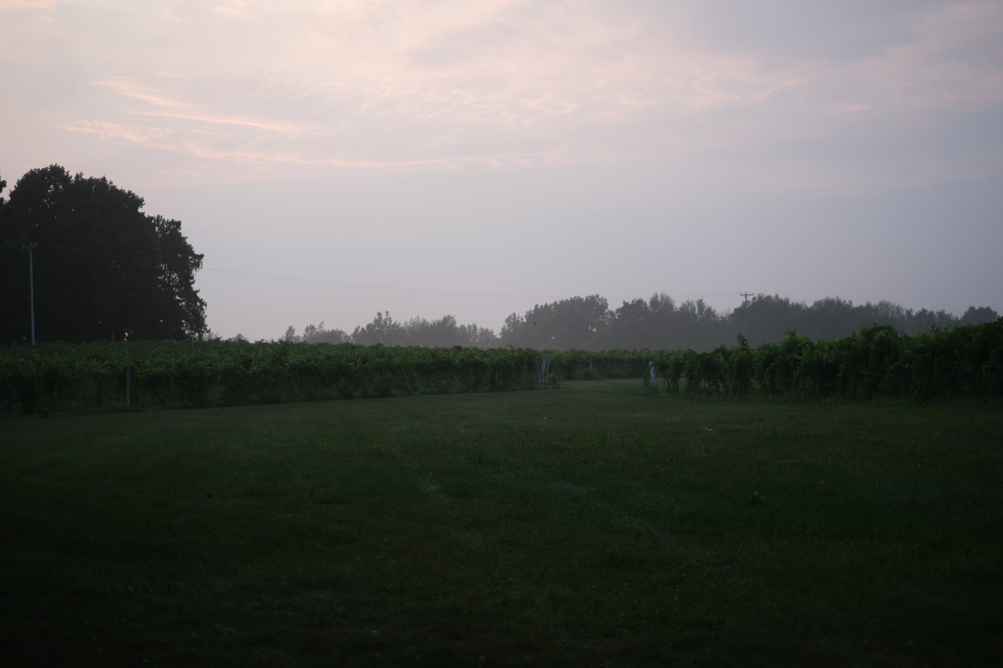 A foggy green field at sunrise with silhouetted trees under a pale sky
