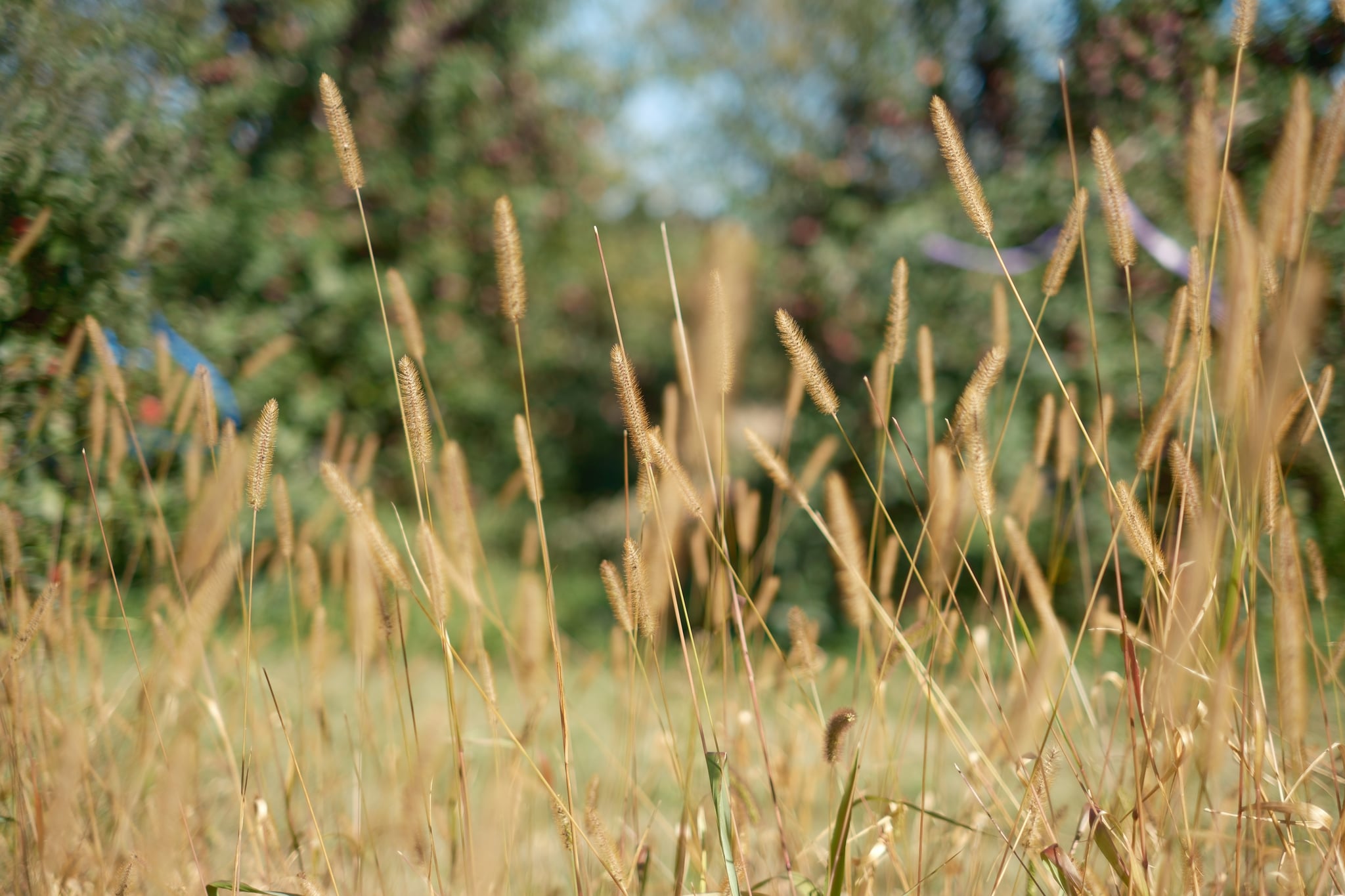 Tall grass with seed heads in a field, with a blurred background of trees and foliage