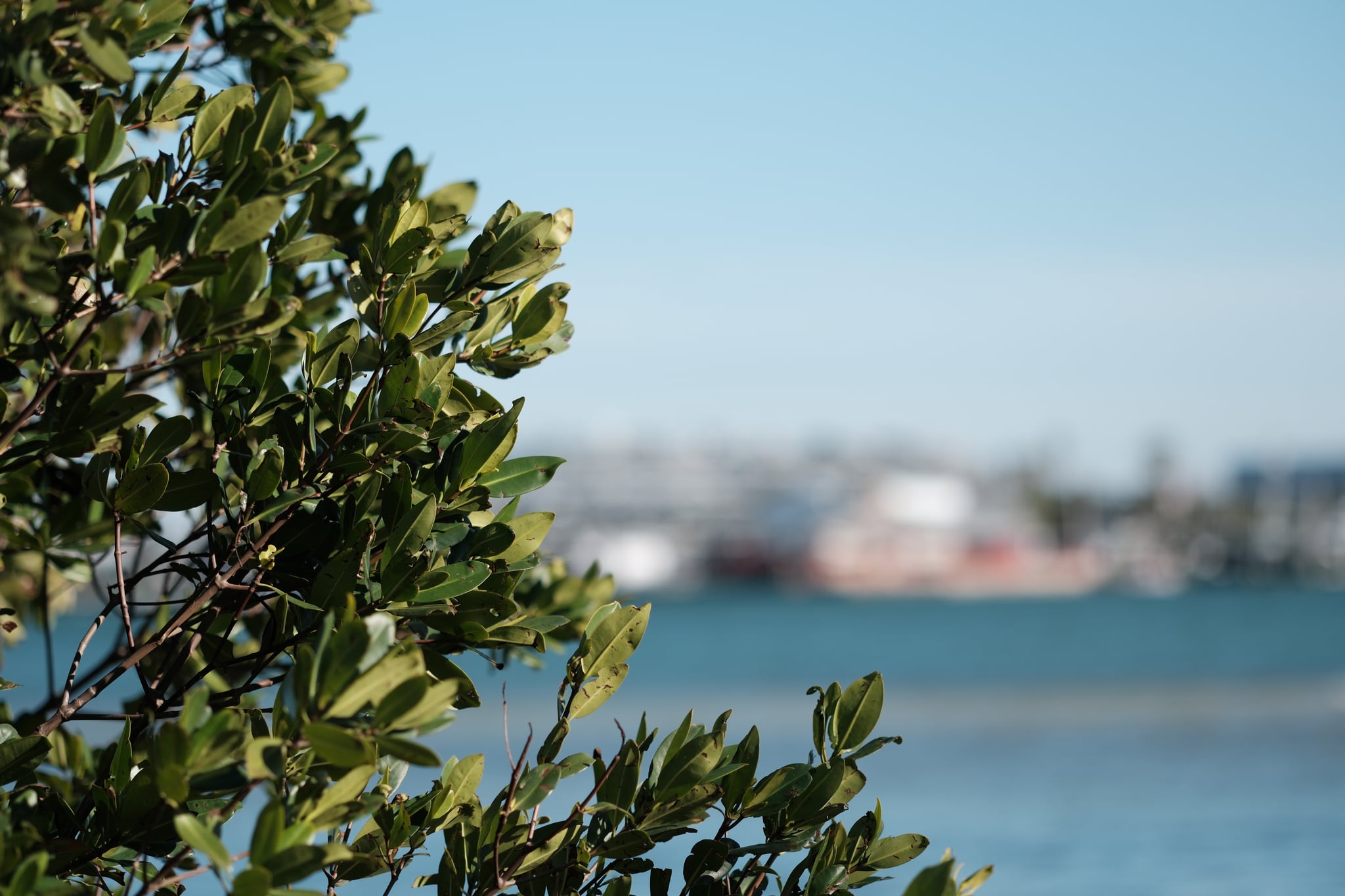 A close-up of green leaves with a blurred background featuring water and distant buildings