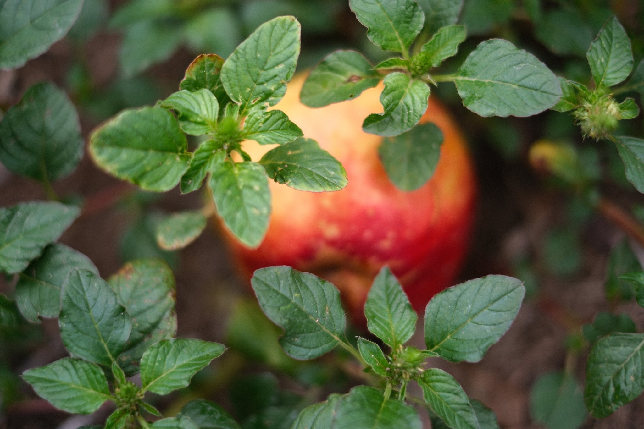 Ripe red apple nestled among lush green foliage