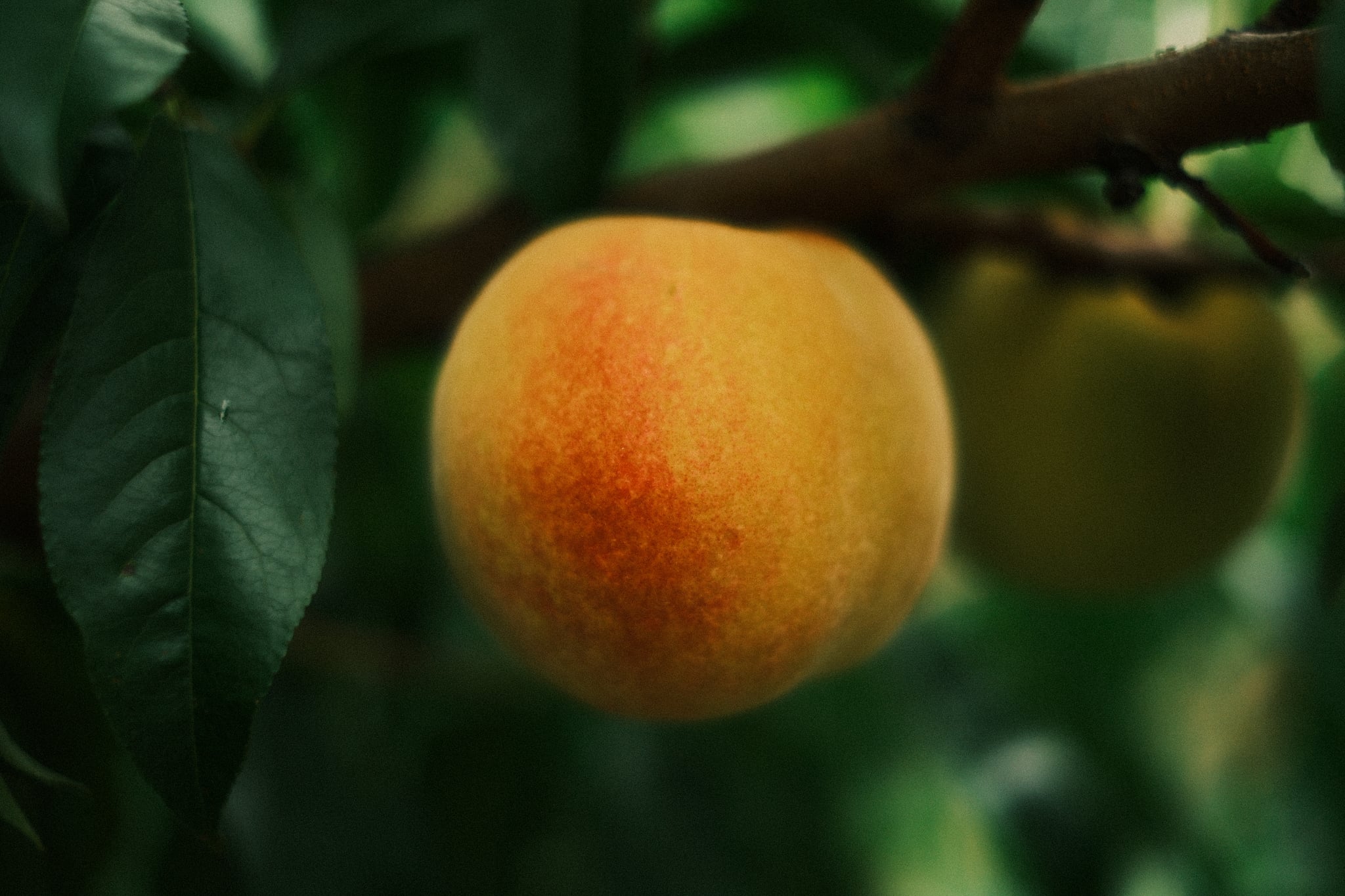 Close-up of a ripe peach hanging on a tree branch with green leaves in soft focus
