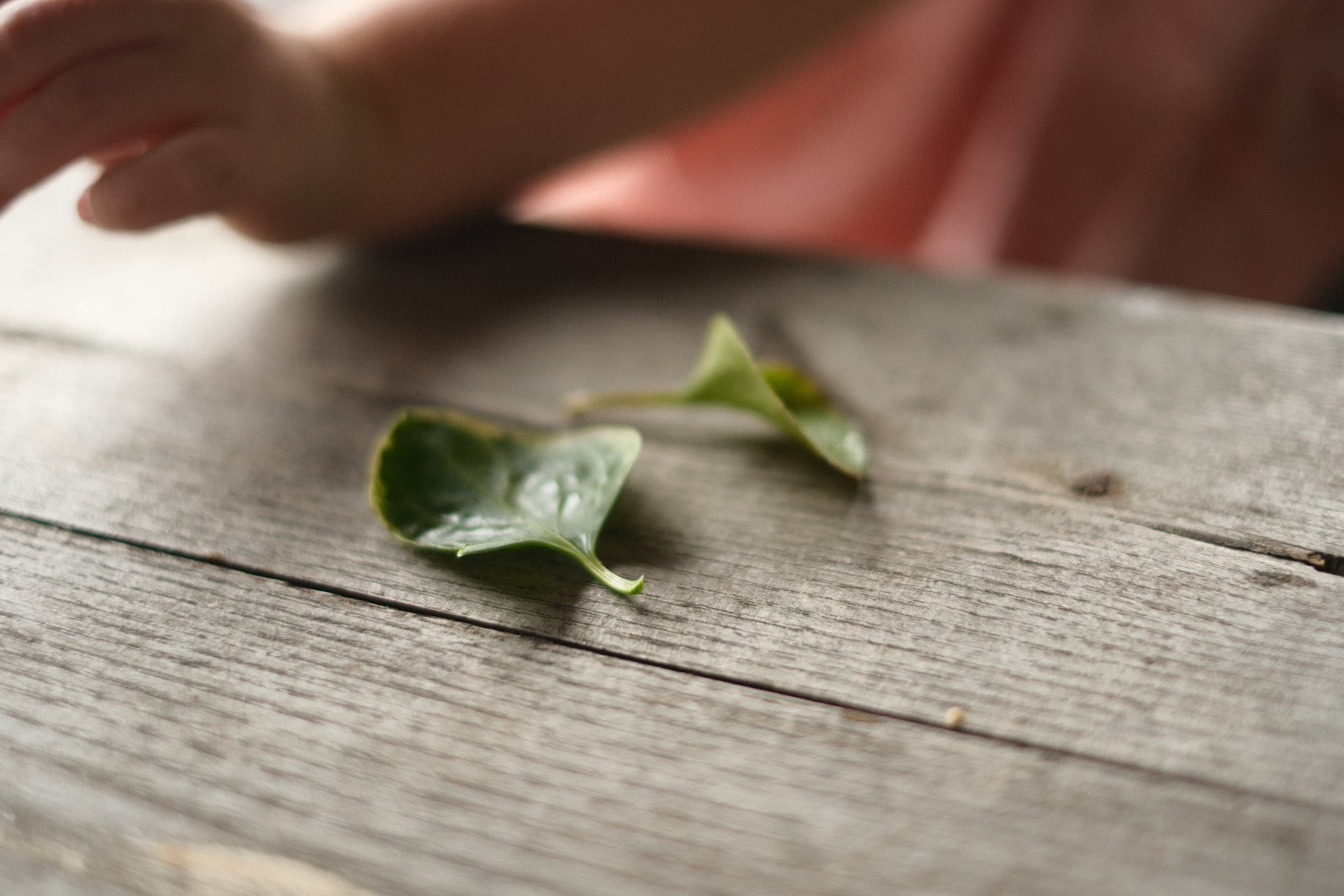 Close-up of a green leaf fragment on a weathered wooden table with a blurred hand in the background