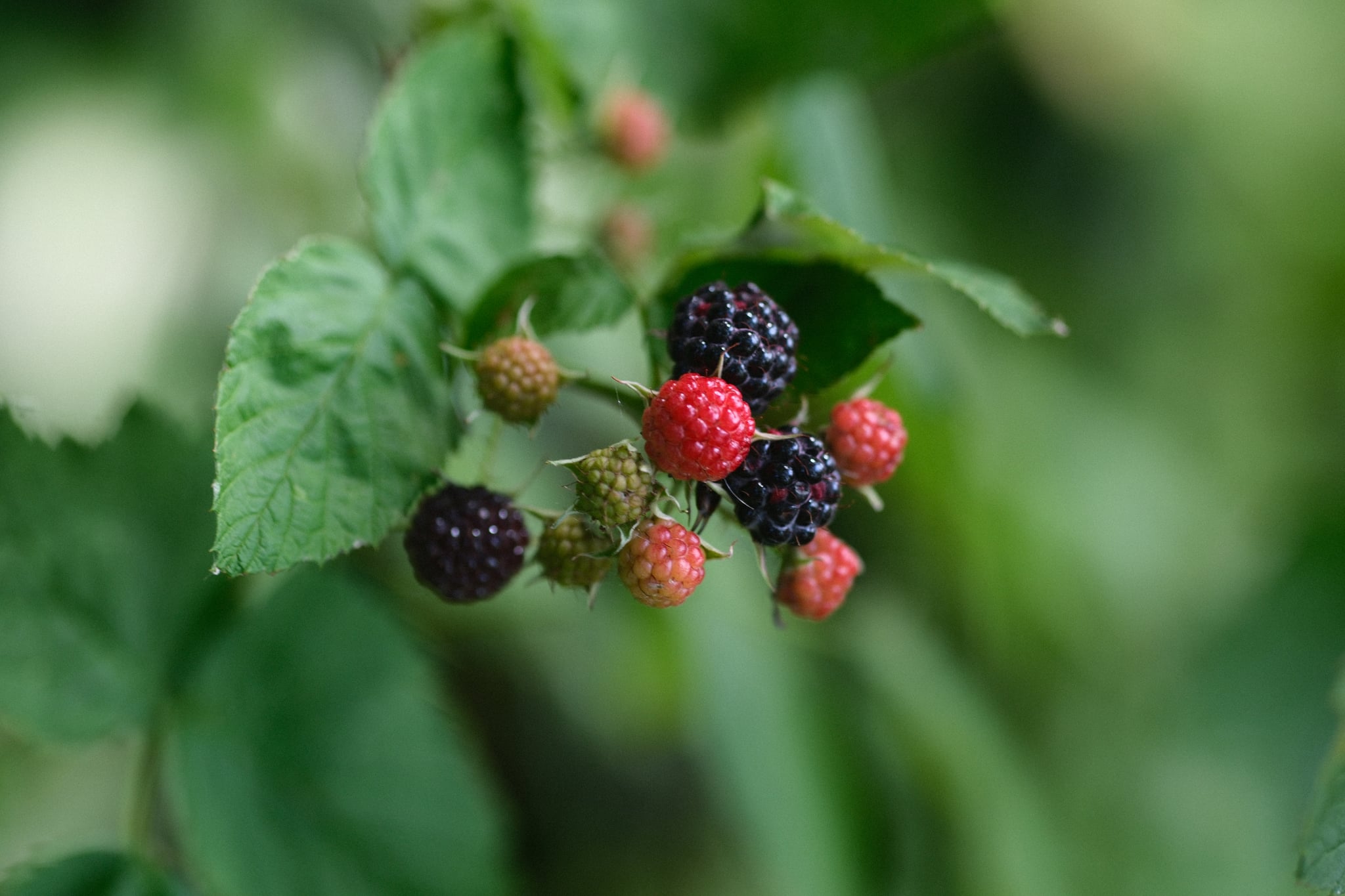 A cluster of ripening blackberries on a branch with green leaves, featuring both red and dark purple berries
