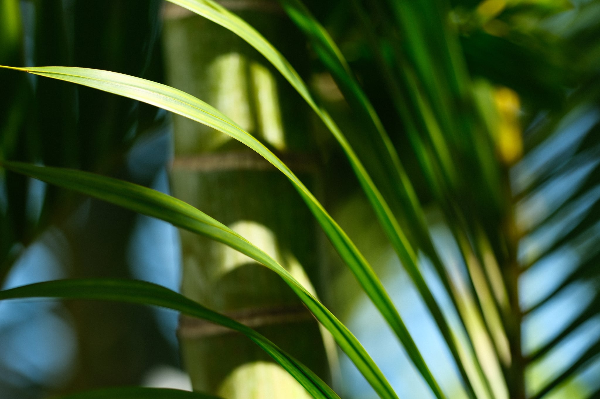Sunlit green palm fronds and tropical foliage with a soft-focus background