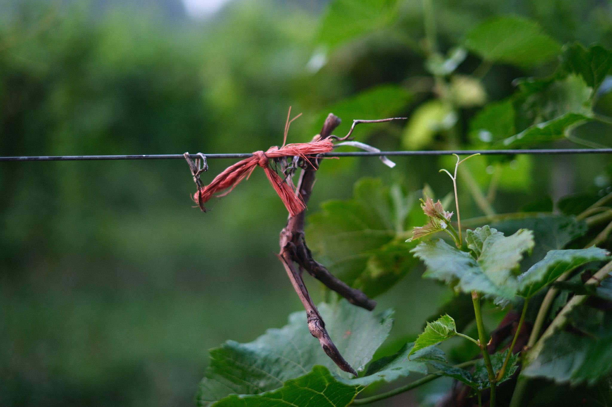 Red dragonfly perched on a green leaf with soft, blurred foliage in the background