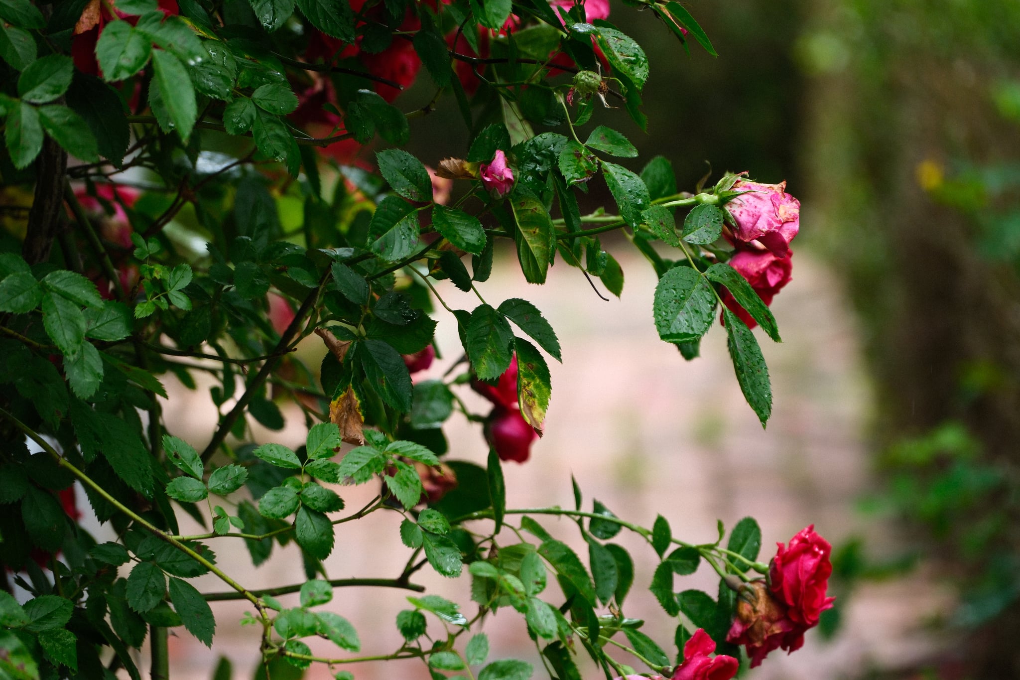 Pink roses and green foliage arching over a softly blurred garden walkway