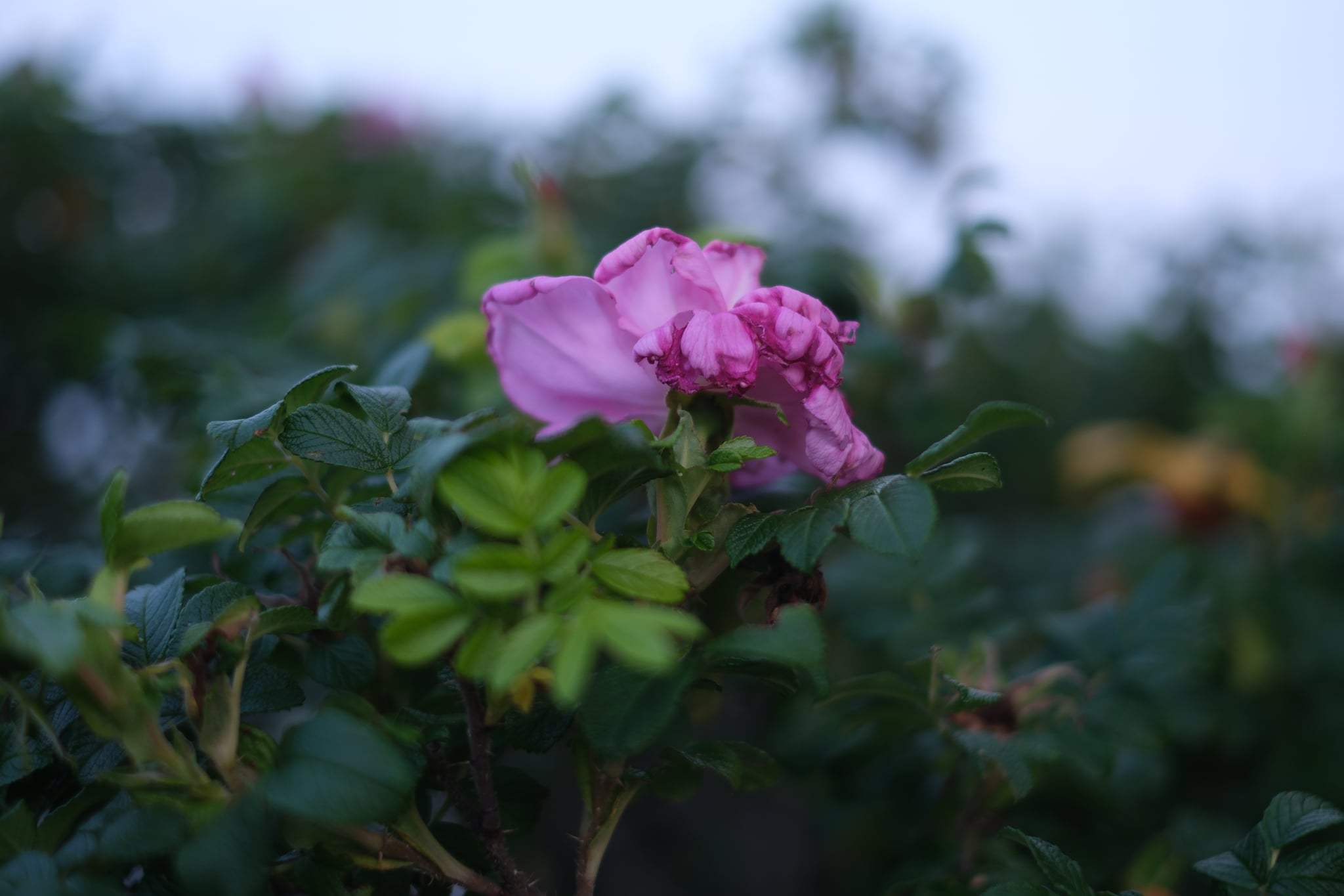 A close-up of a pink flower with green leaves, set against a blurred background of foliage