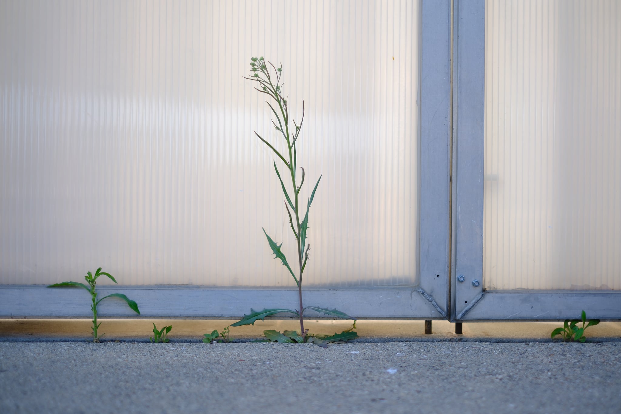 A small plant growing through a crack in the pavement next to a metal and translucent panel structure