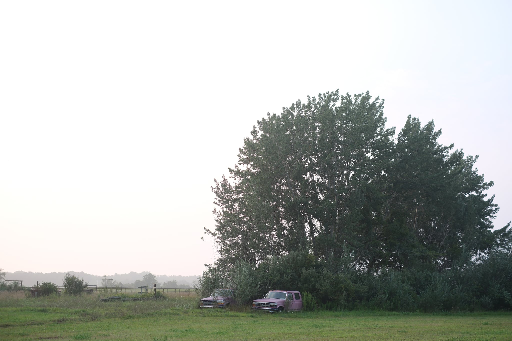 A car parked beside a cluster of tall trees in a grassy field under a hazy sky