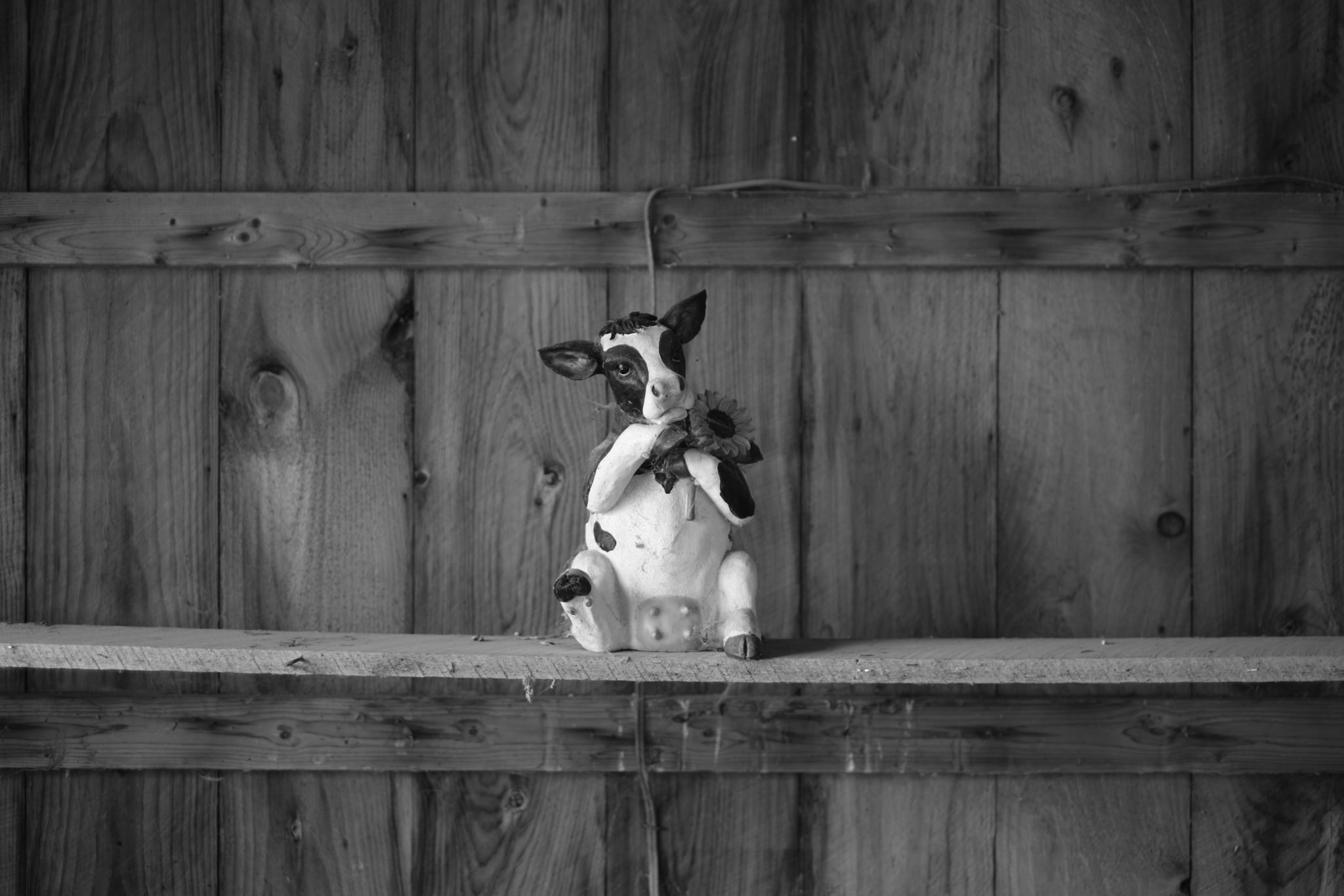 A small goat standing on a wooden beam inside a barn, captured in black and white