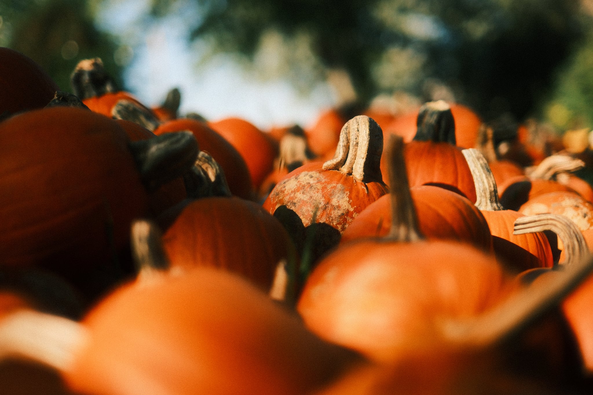Orange pumpkins of various sizes clustered in an outdoor autumn display, with softly blurred trees in the background