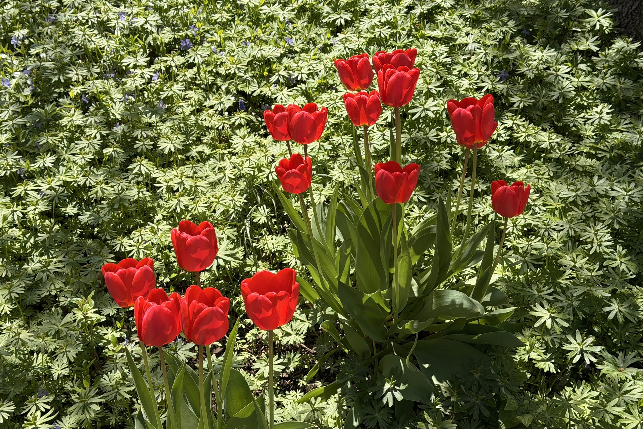 Cluster of vibrant red tulips rising above lush green foliage in bright sunlight