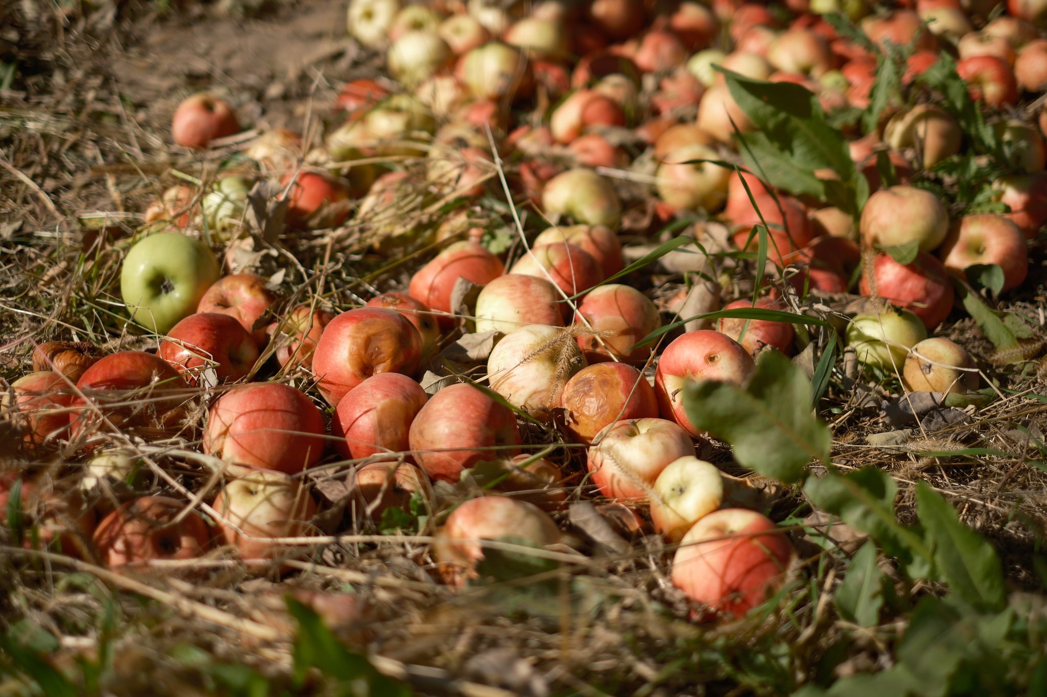 A large number of apples scattered on the ground among grass and leaves