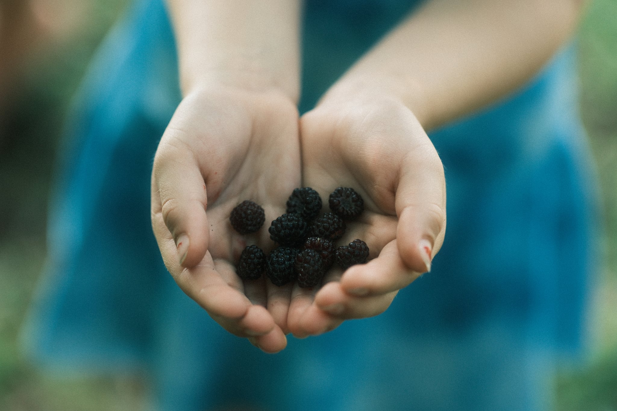 Hands holding a small pile of dark berries, with a blurred blue dress in the background