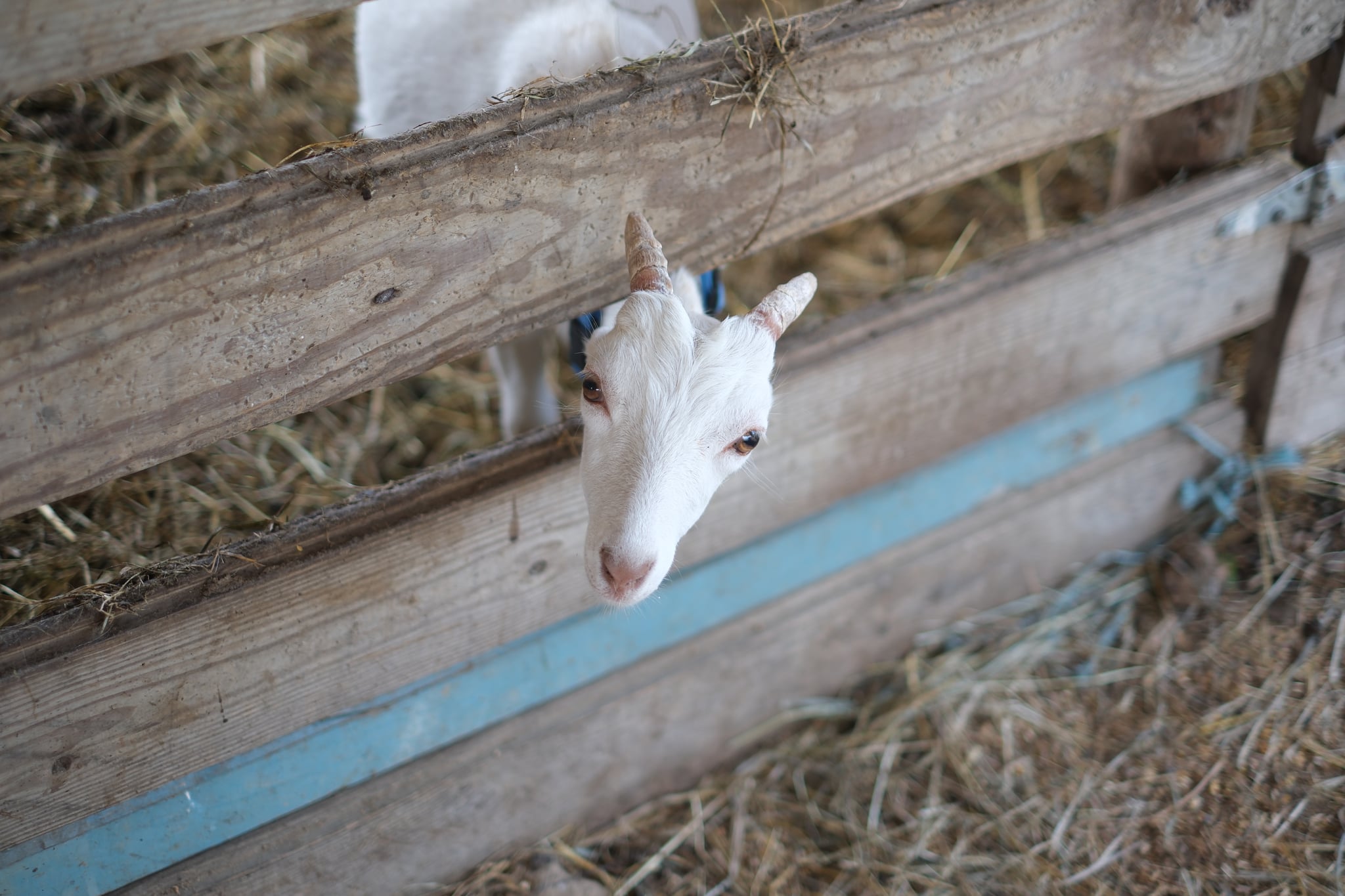 A goat peeks its head through a wooden fence in a barn filled with hay