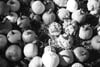 Black-and-white close-up of assorted pumpkins and gourds in varied shapes, sizes, and textures arranged on straw