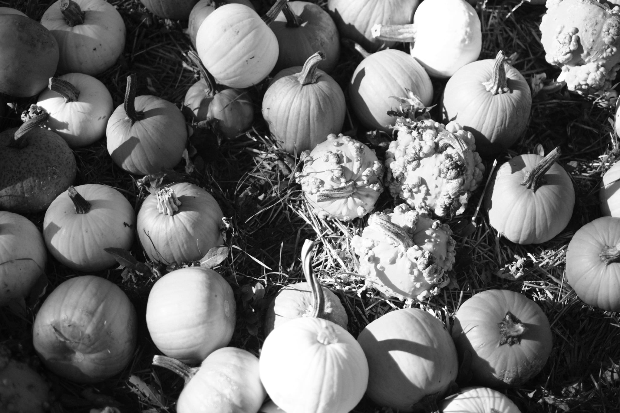 Black-and-white close-up of assorted pumpkins and gourds in varied shapes, sizes, and textures arranged on straw