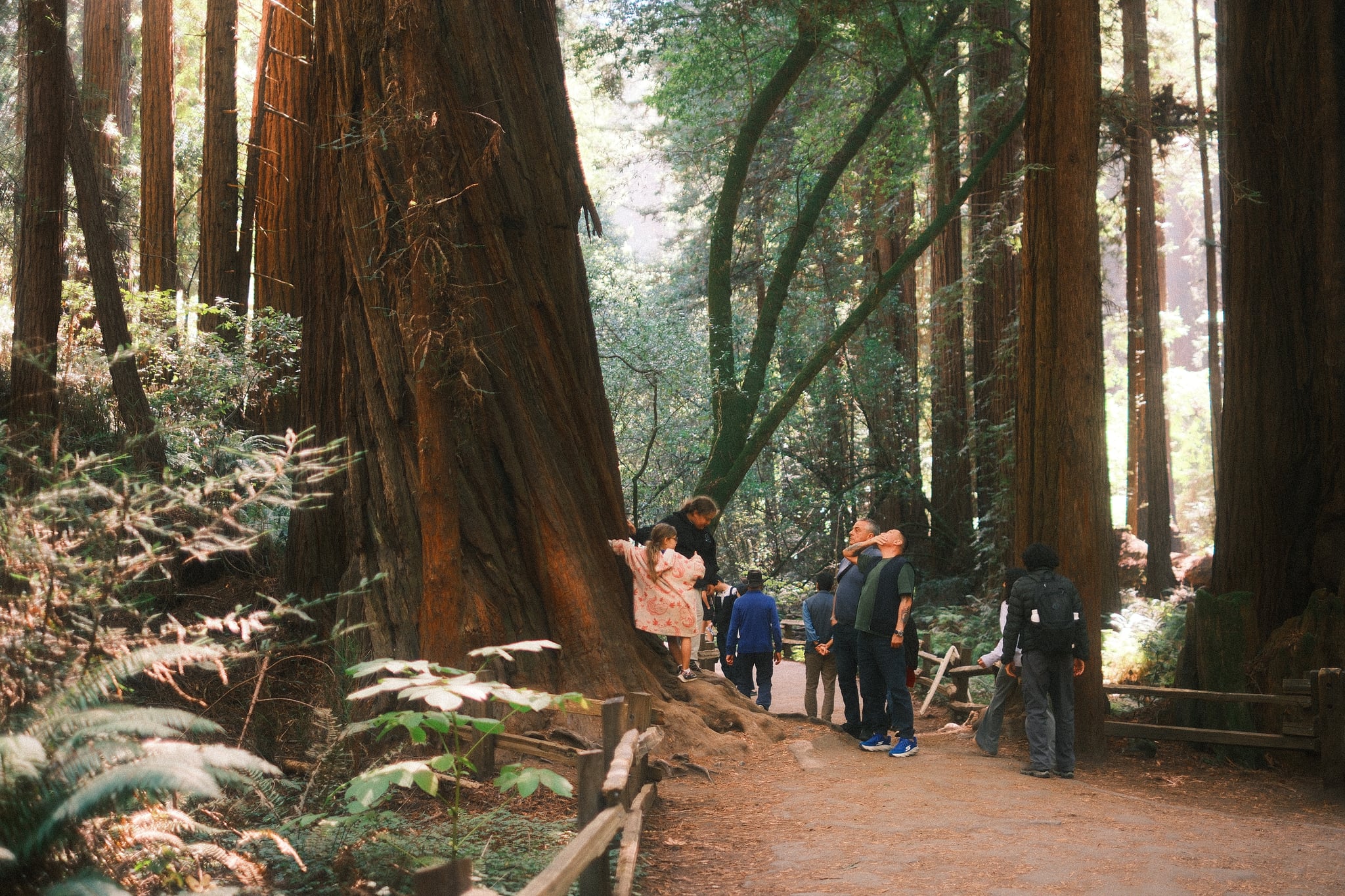 Hikers follow a winding dirt trail through towering redwood trees, surrounded by ferns and sunlit forest greenery