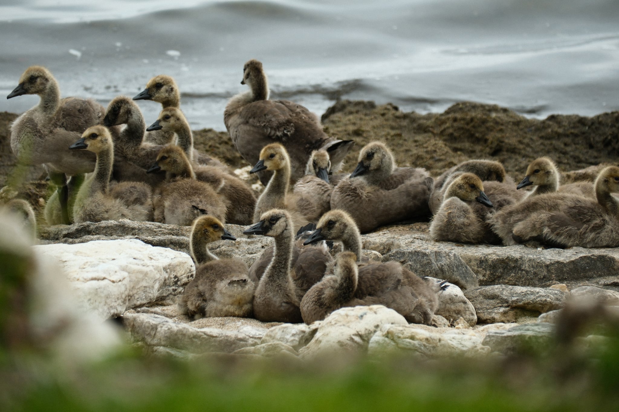 A group of goslings resting on a rocky shoreline near the water