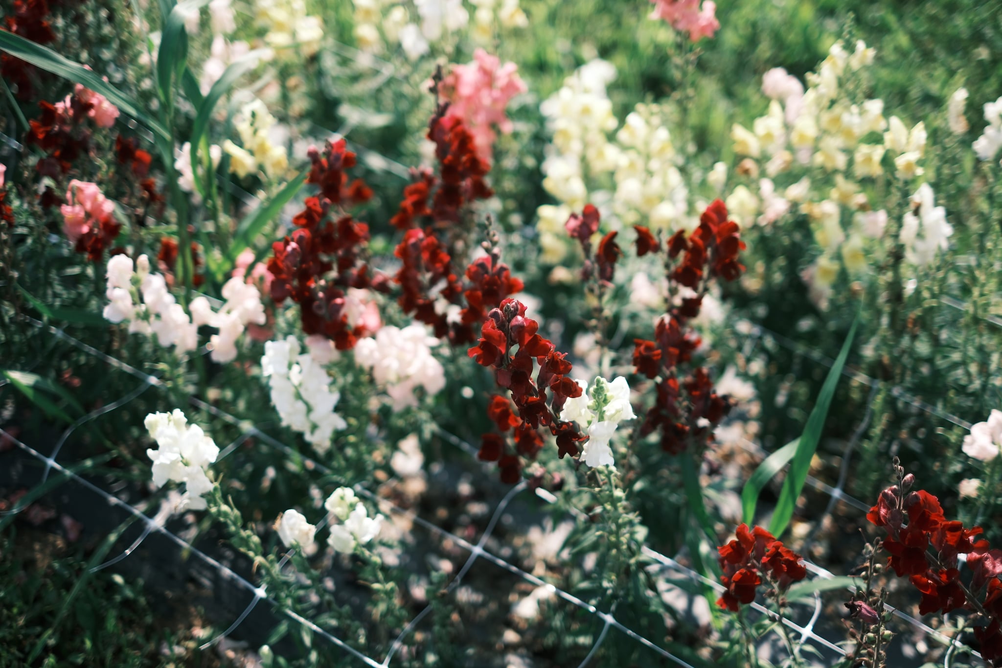 A garden with variously colored snapdragon flowers, including red, pink, and white, surrounded by green foliage and enclosed by a wire fence