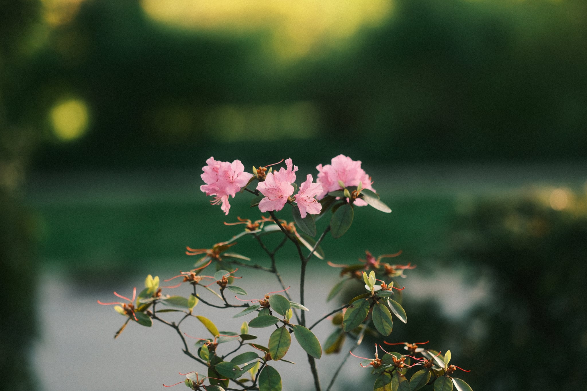 Pink flowers on a branch with a blurred green background