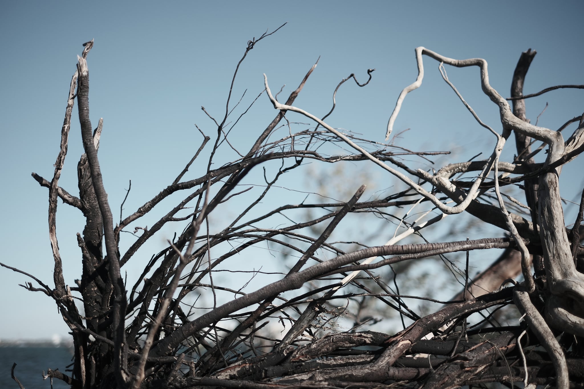 A cluster of bare, intertwined branches against a clear blue sky