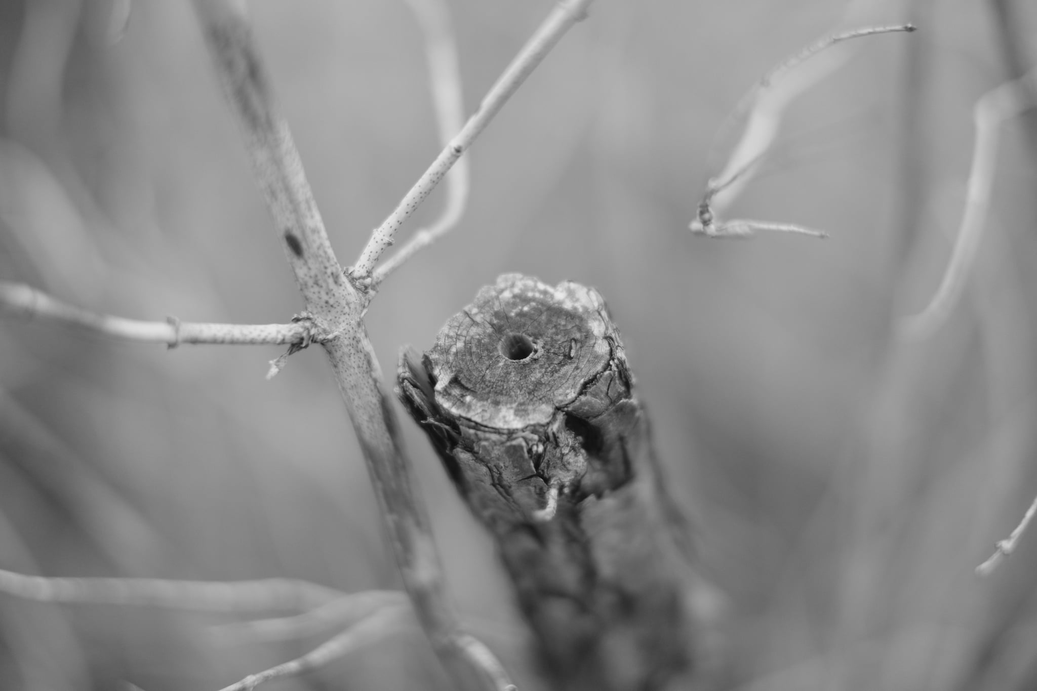 A close-up of a tree branch with a cut end, surrounded by other branches, in black and white