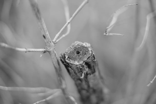 A close-up of a tree branch with a cut end, surrounded by other branches, in black and white