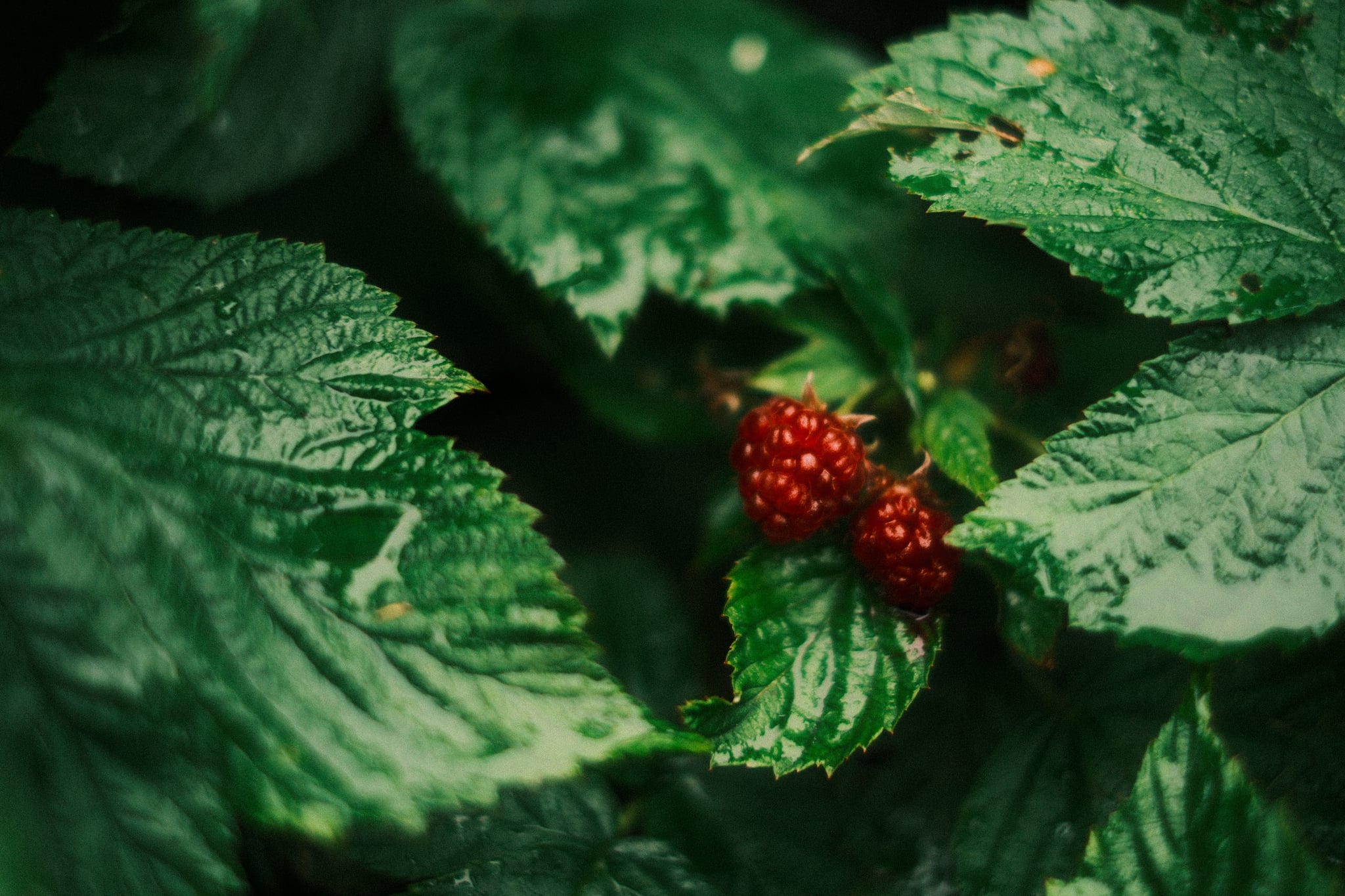 Close-up of small red berries nestled among dark green textured leaves in soft natural light