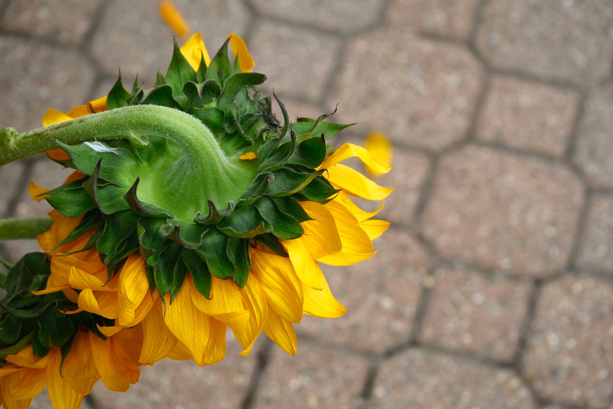 Hand holding a small bouquet of yellow sunflowers over a stone-paved walkway