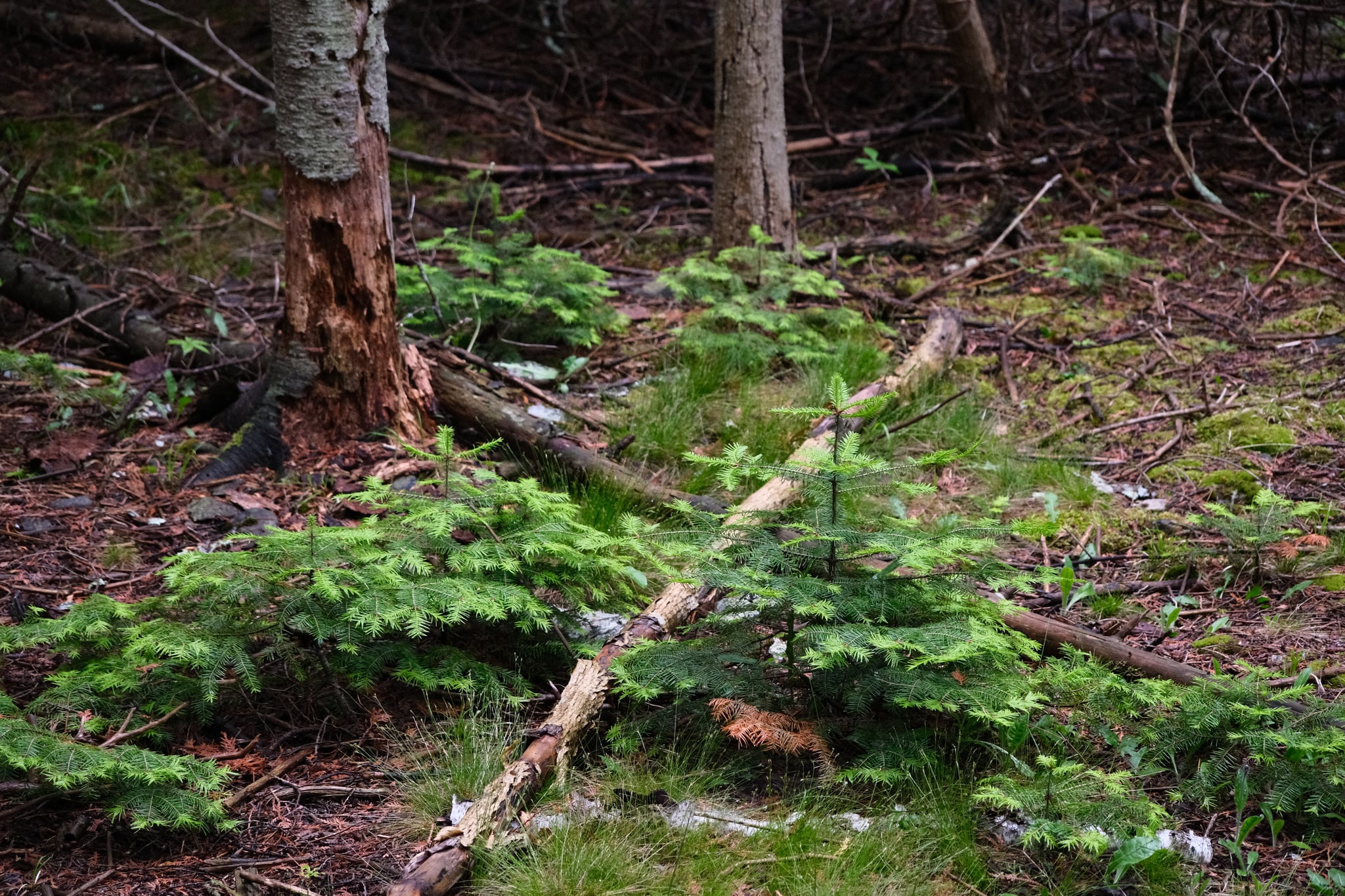 A forest floor with green ferns, a fallen branch, and tree trunks in the background