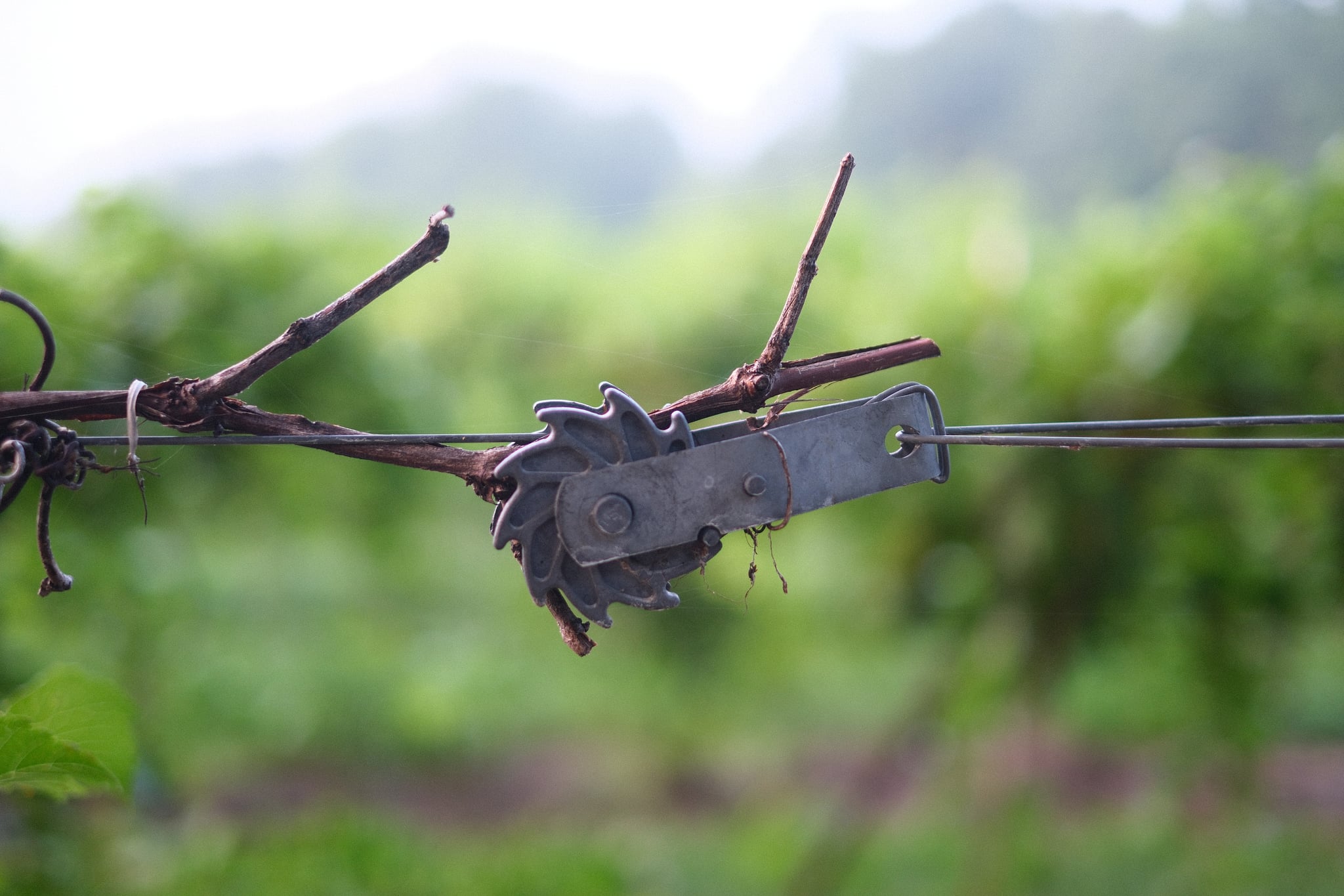 Close-up of a weathered grapevine tied to a tensioned wire with green vineyard rows blurred in the background
