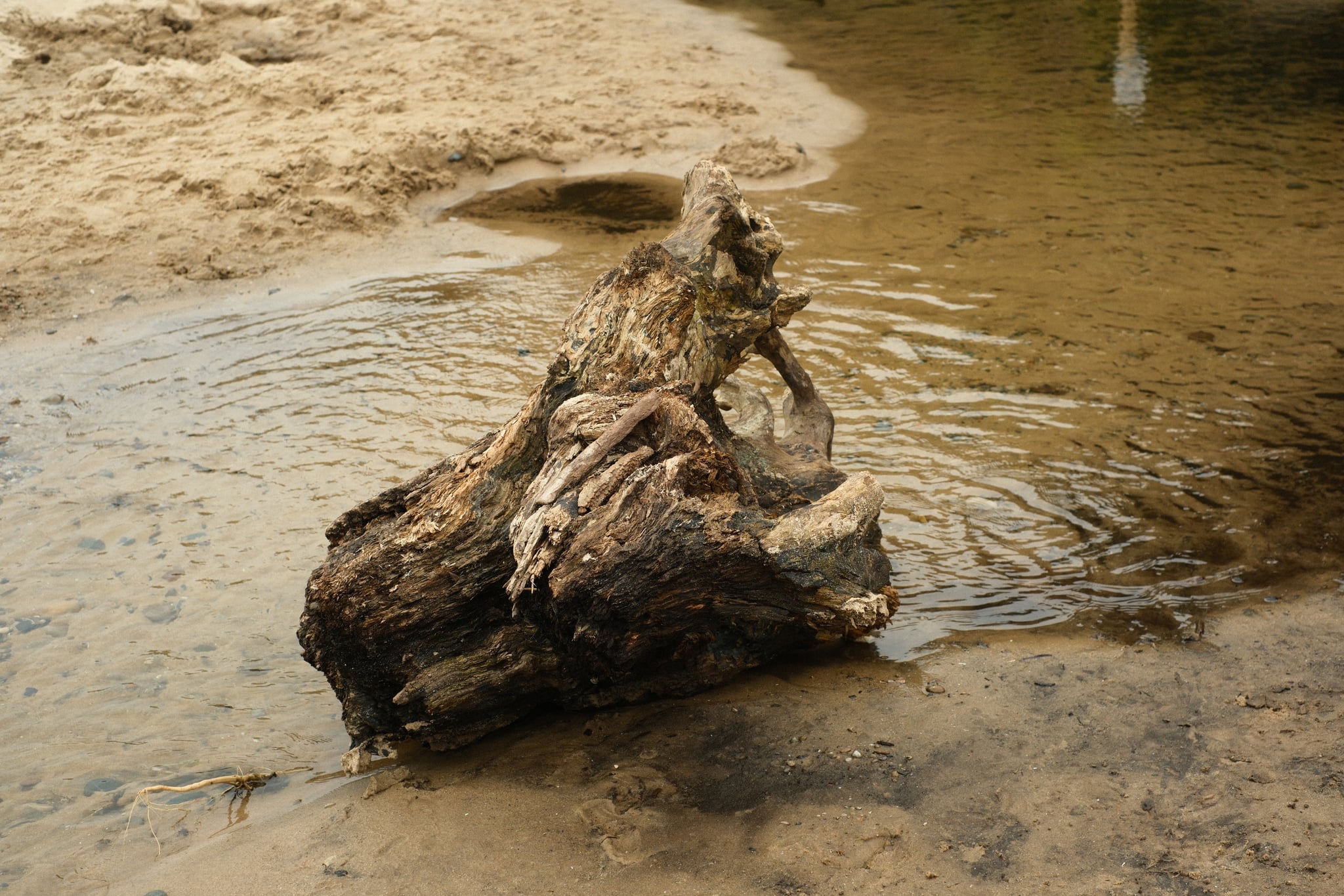 Weathered driftwood partially submerged in shallow river water with ripples near a sandy bank