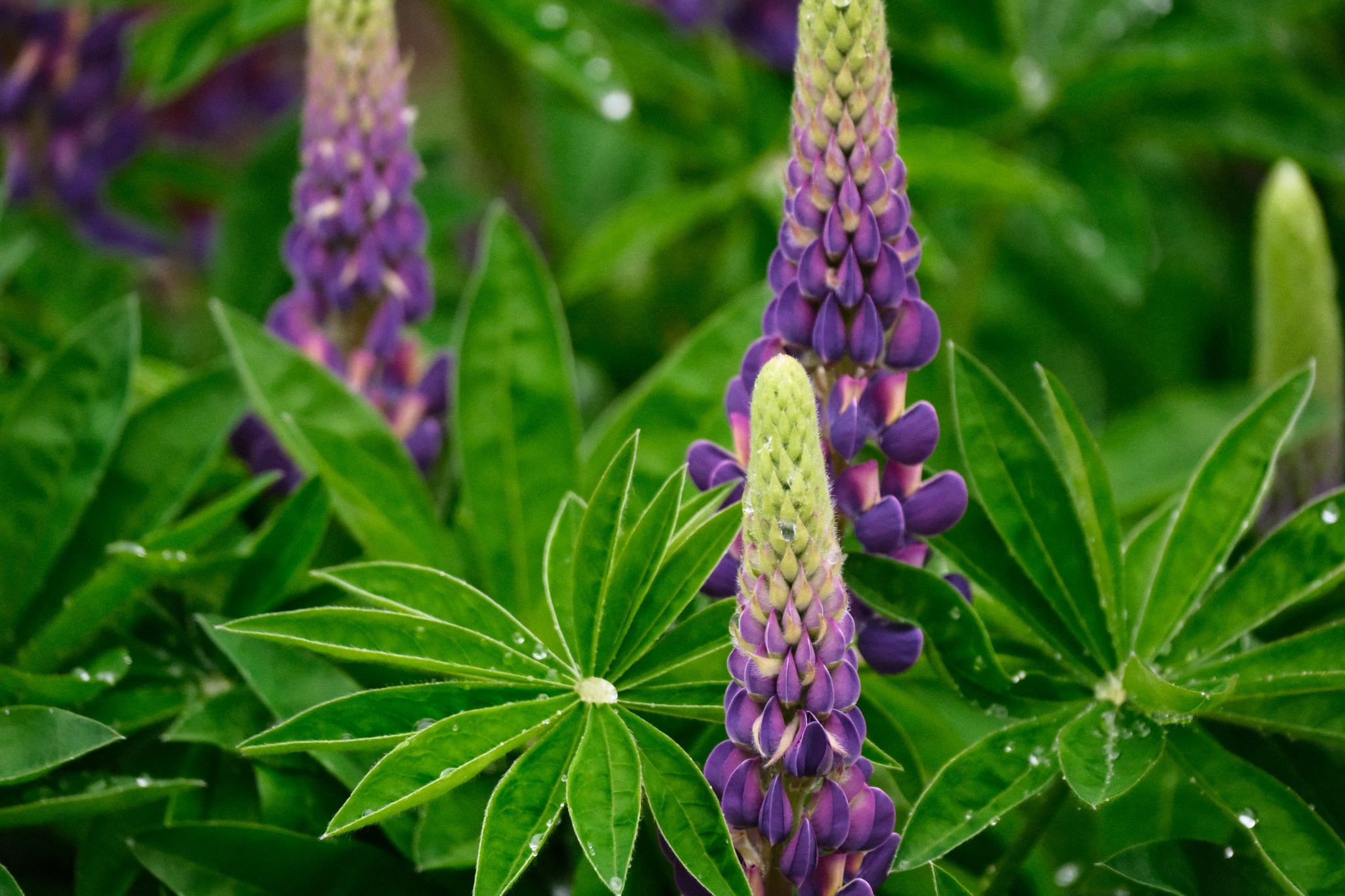 Purple lupine flowers surrounded by lush green leaves, with droplets of water on the foliage