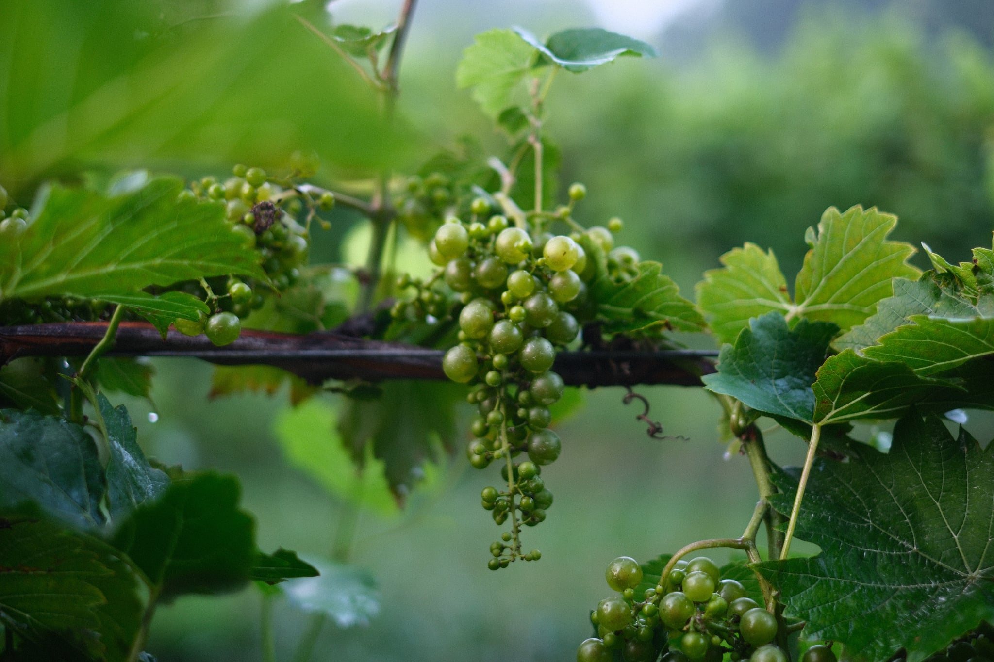 Green grape clusters hanging from a leafy vine with a soft blurred vineyard background