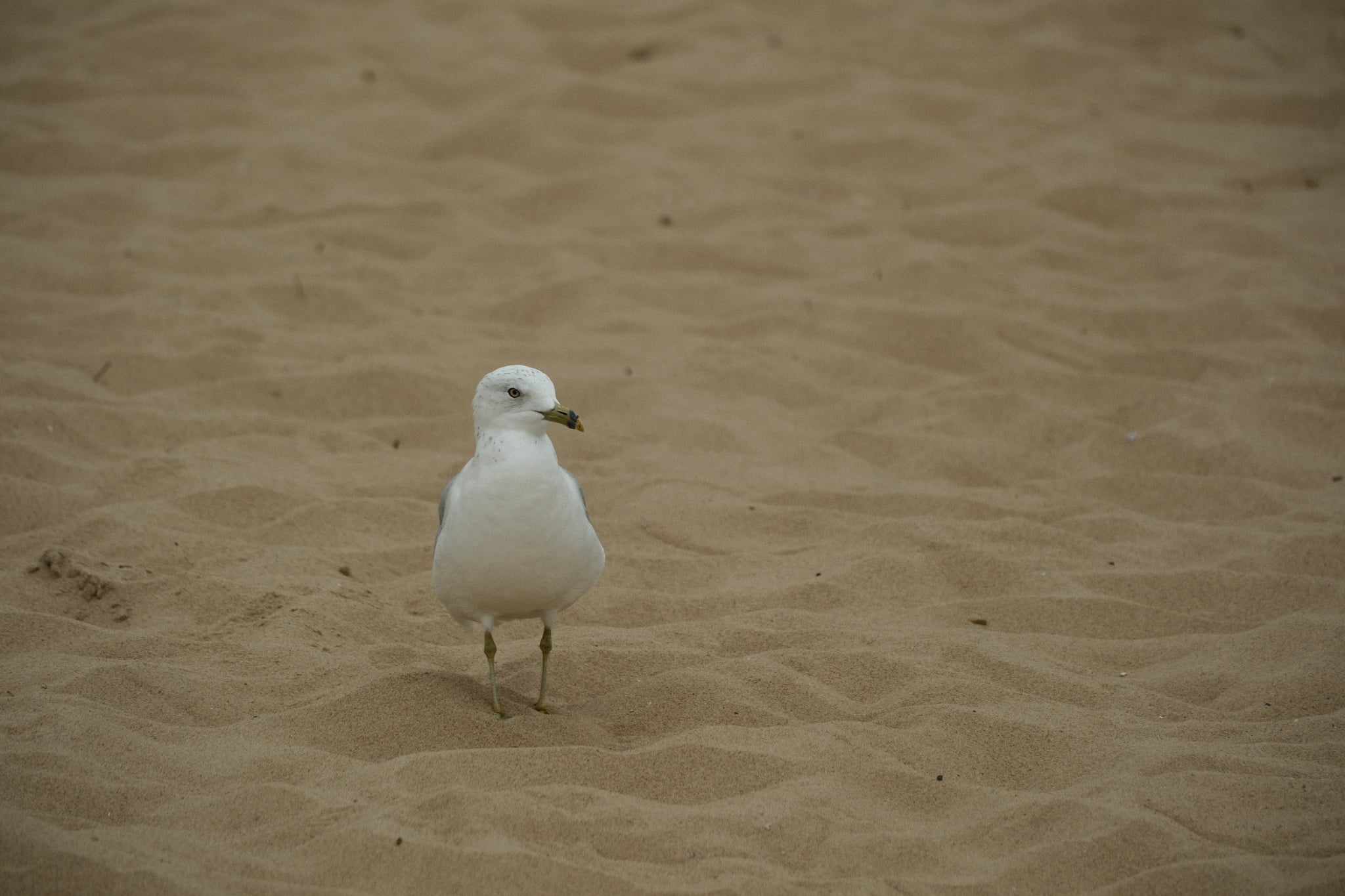 A lone white seagull standing on rippled sandy ground