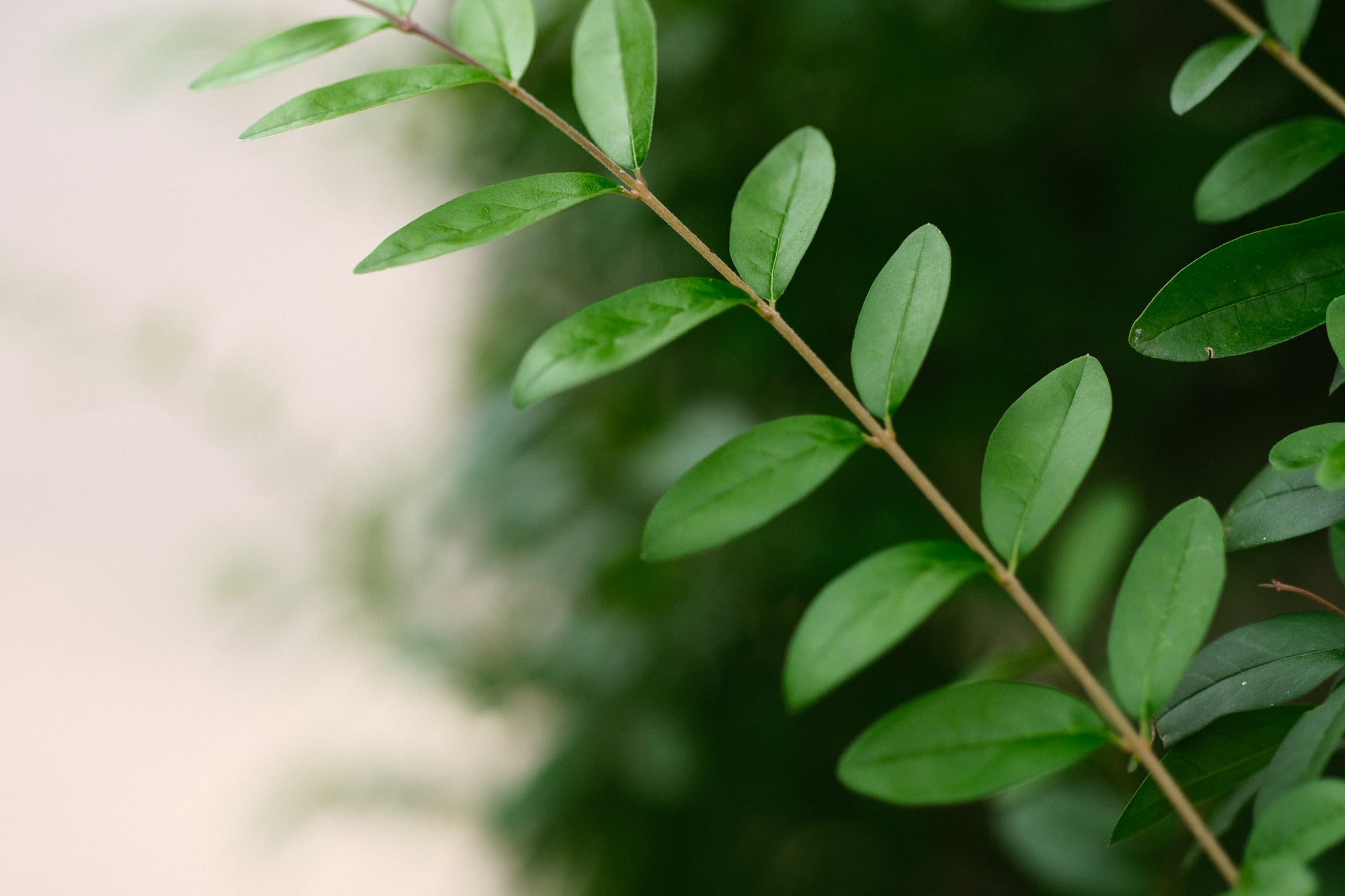 A twig with small green leaves arranged alternately, set against a blurred background