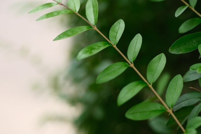 A twig with small green leaves arranged alternately, set against a blurred background