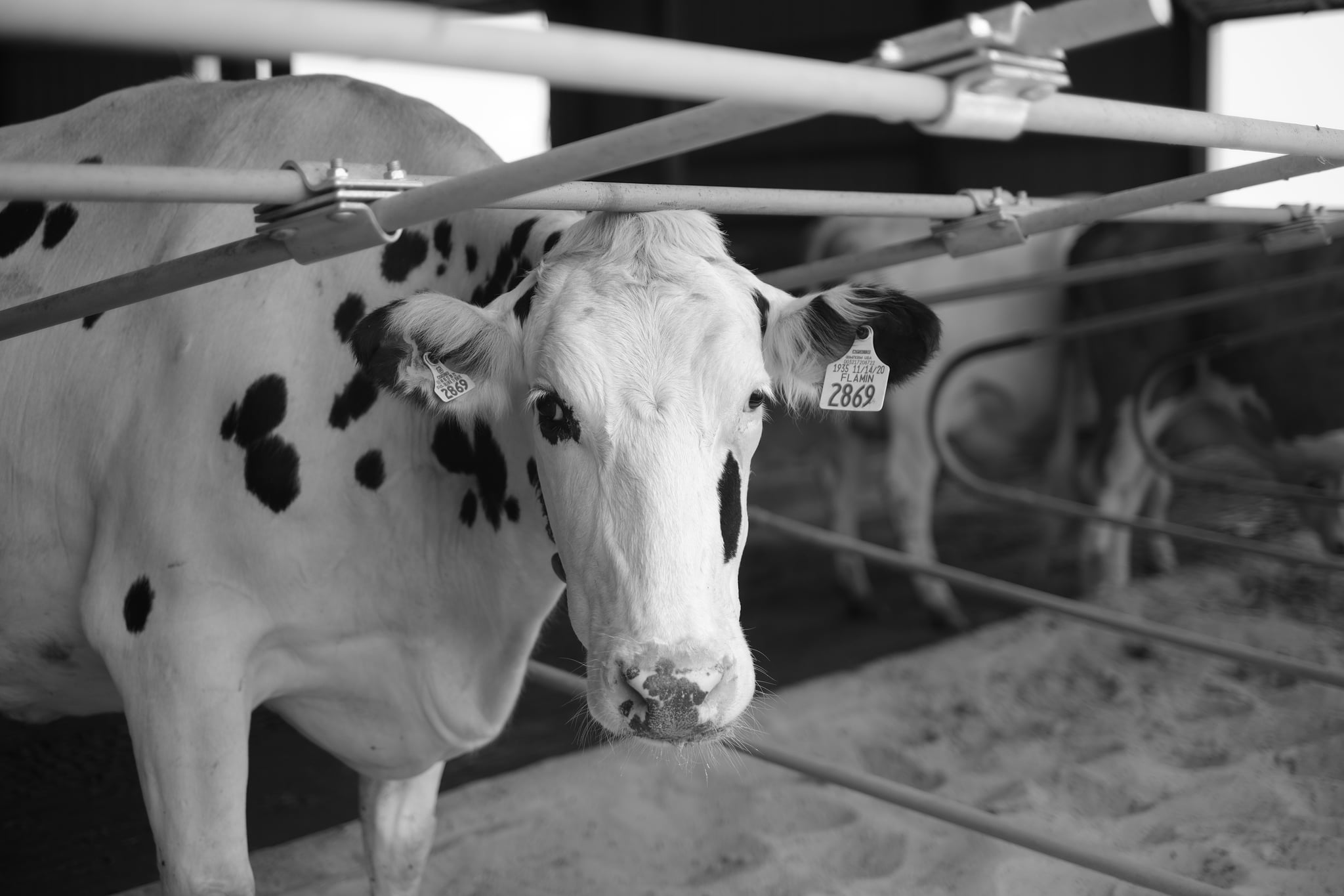 A black and white photograph of a cow with a white coat and black spots, standing in a barn with metal bars and another cow in the background