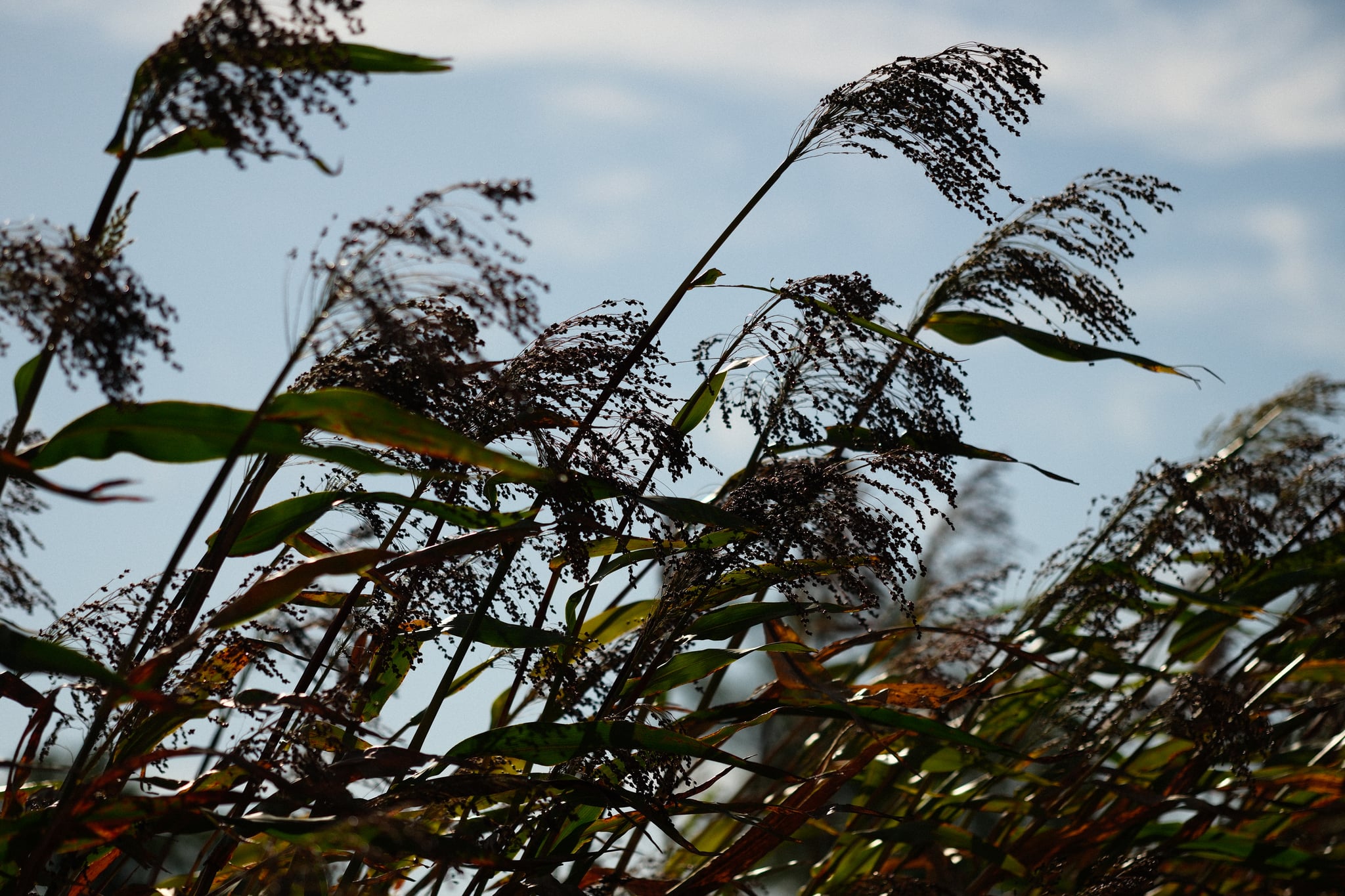 Tall, wind-swept grasses silhouetted against a blue sky with wispy clouds, creating an impression of movement and natural beauty