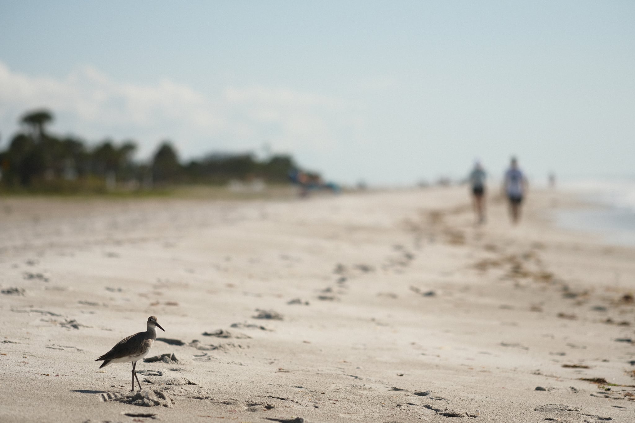 Sandy beach shoreline with a small bird in the foreground, distant people walking along the waterline, and palm trees under a hazy sky