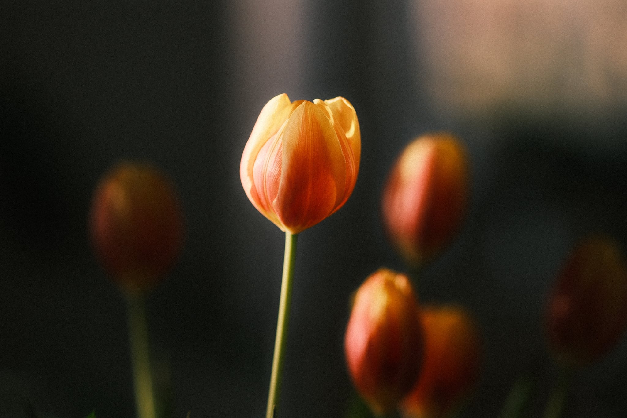 A close-up of a single orange tulip in focus, with several blurred tulips in the background, set against a dark, soft-focus backdrop