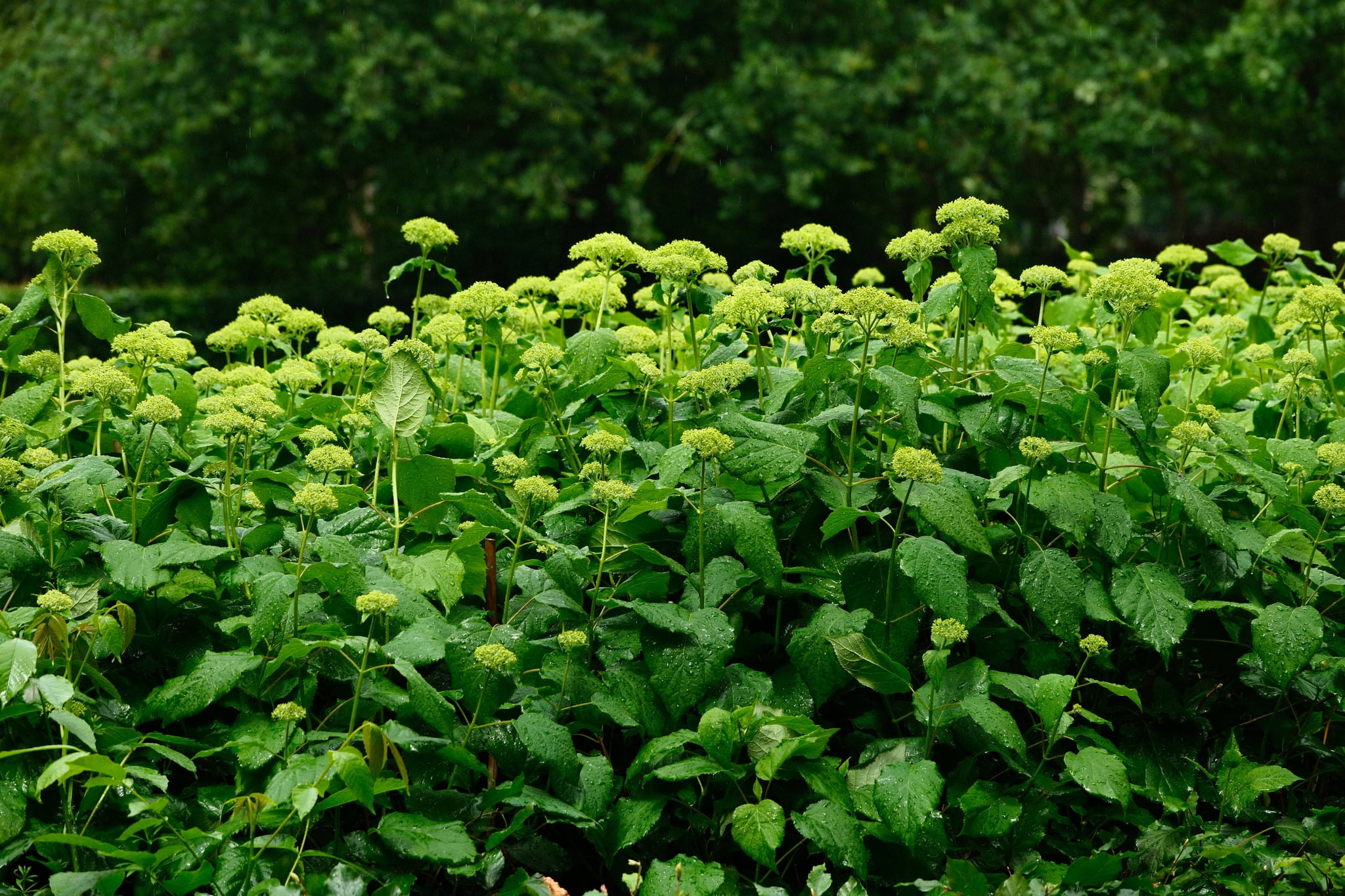 Dense green leafy plants growing in a vibrant outdoor garden with trees in the background