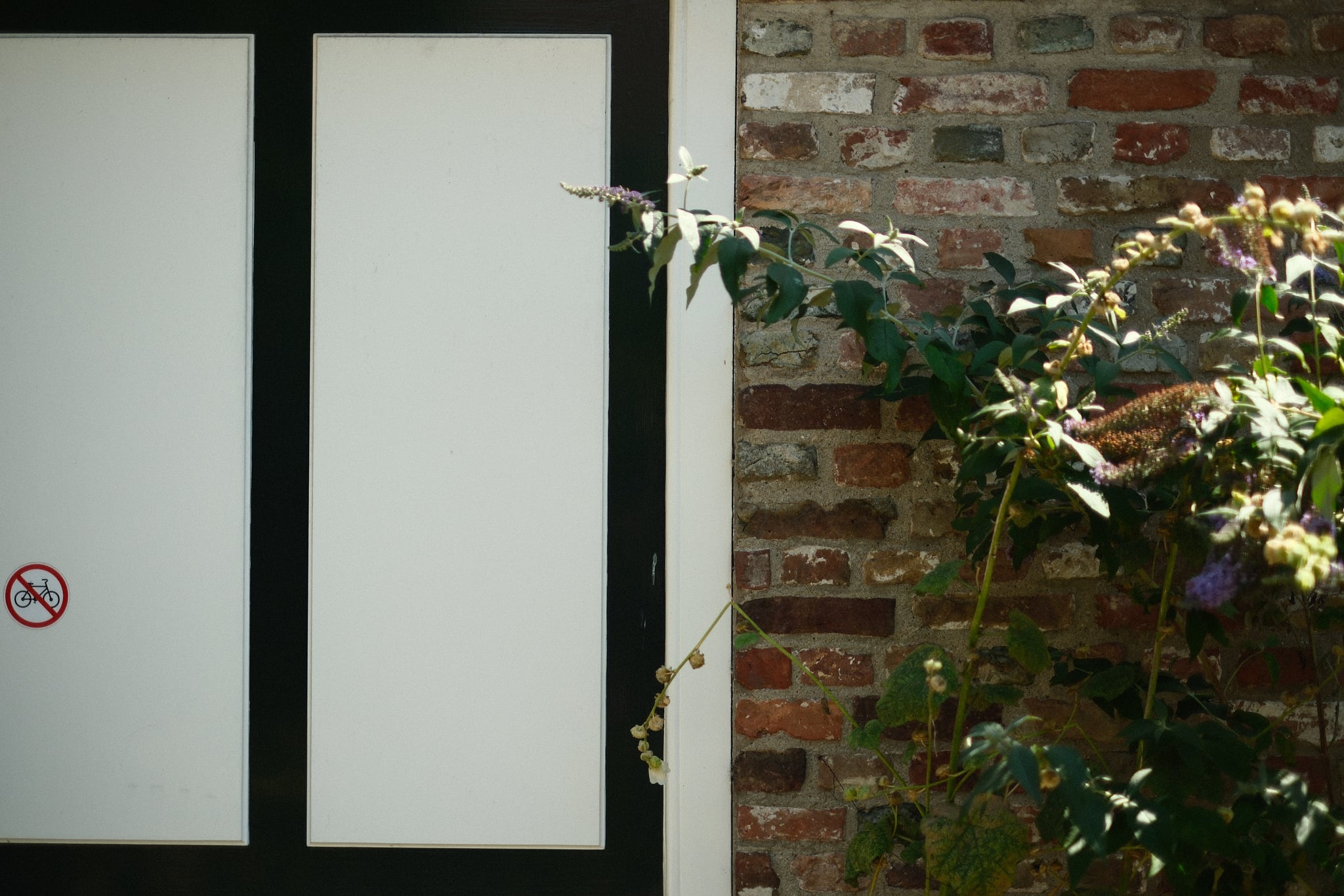 A brick wall with a sliding door on the left and a plant with green leaves and purple flowers climbing on the right