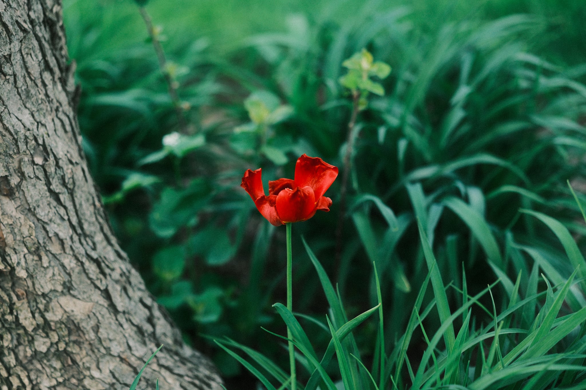 A vibrant red flower stands near a tree trunk, surrounded by lush green foliage