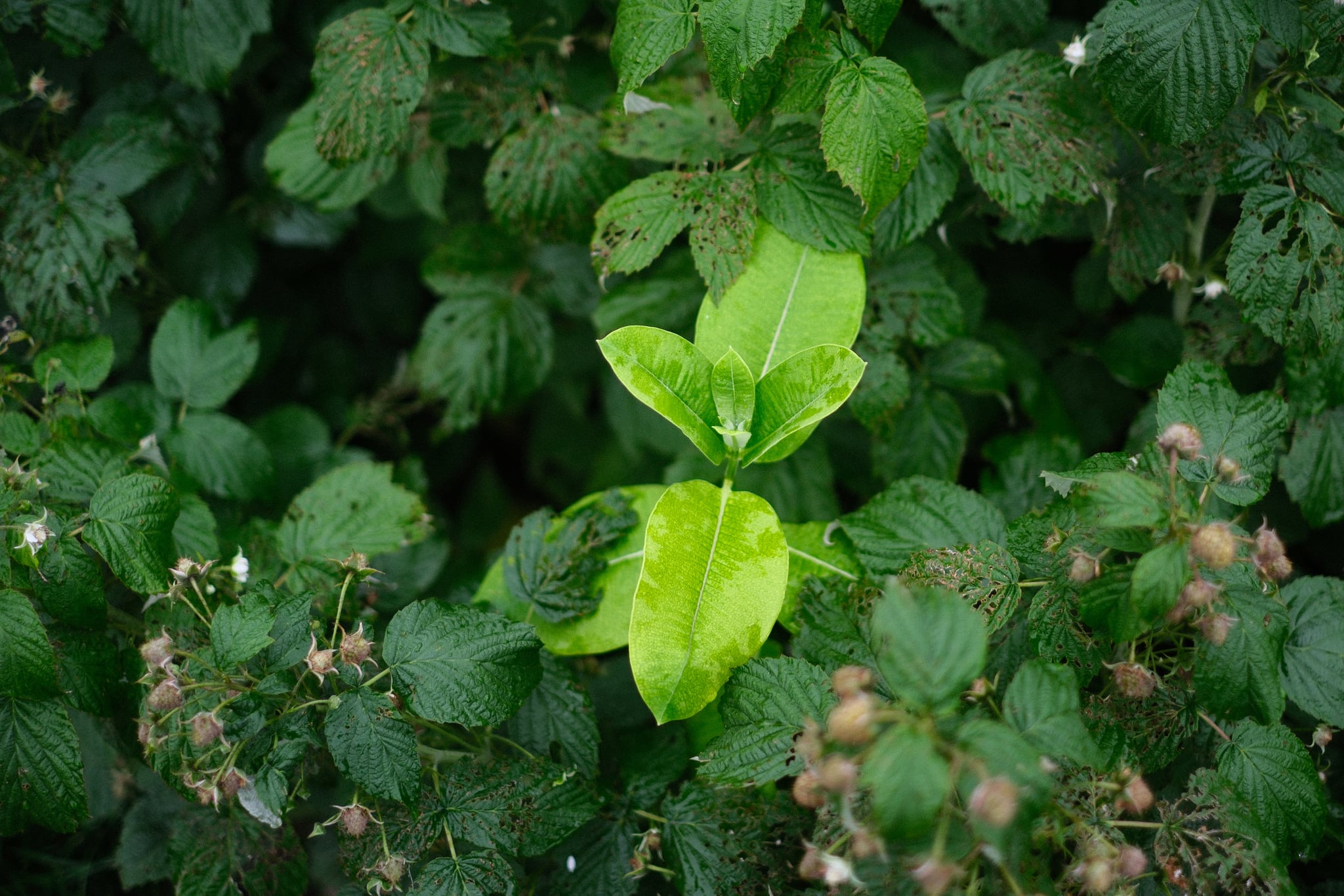 Dense cluster of green foliage with varied leaf shapes and textures in natural light